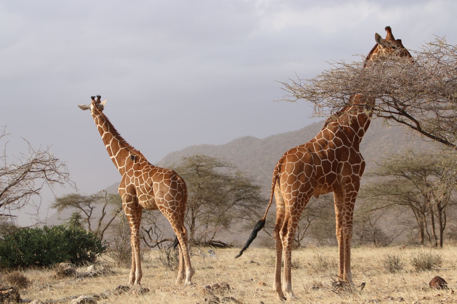 Canon EOS 70D + Canon EF 70-200mm F2.8L IS USM sample photo. Giraffes, africa, nature photography