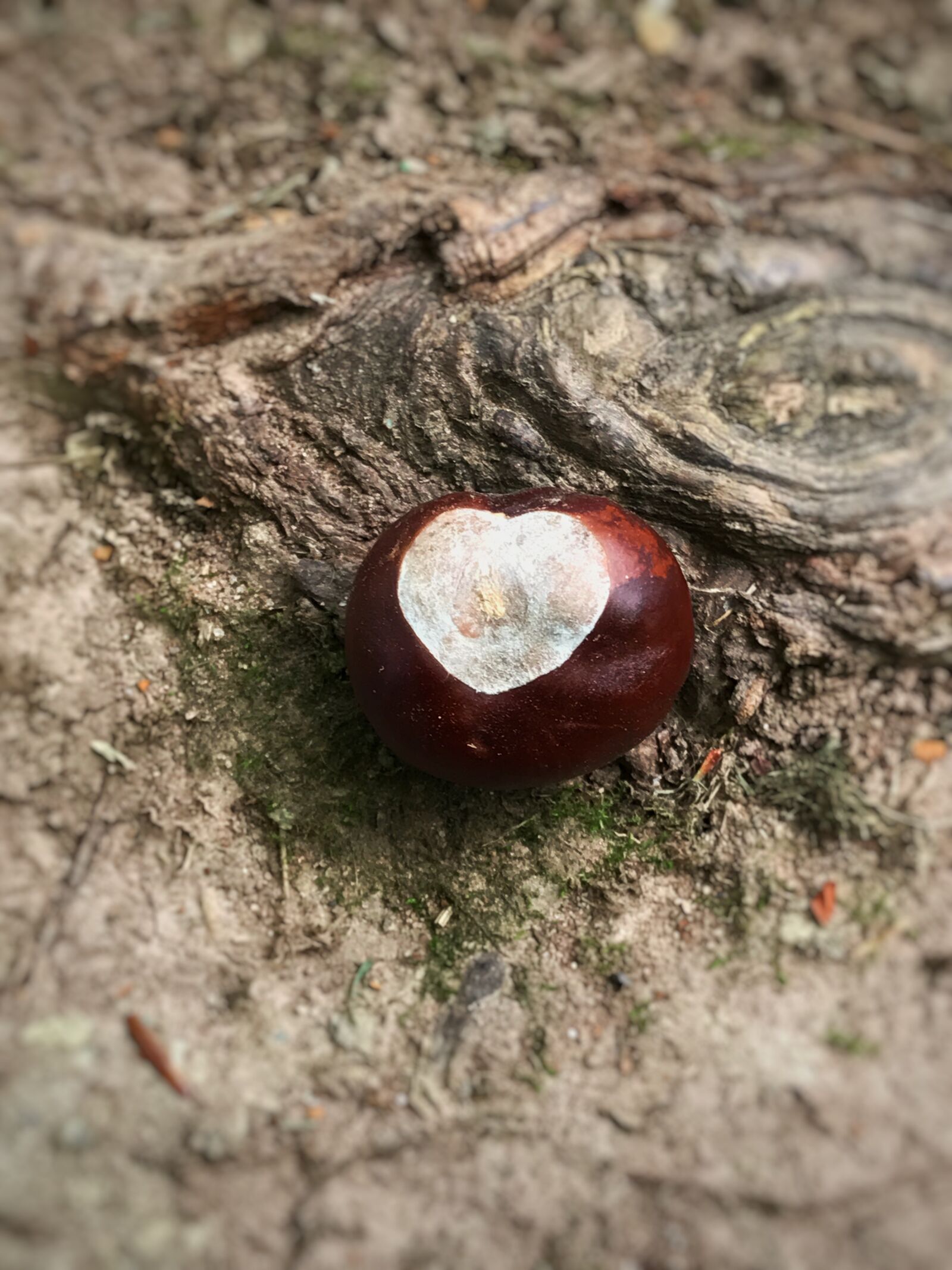 iPhone 7 Plus back dual camera 3.99mm f/1.8 sample photo. Buckeye, chestnut, nature photography