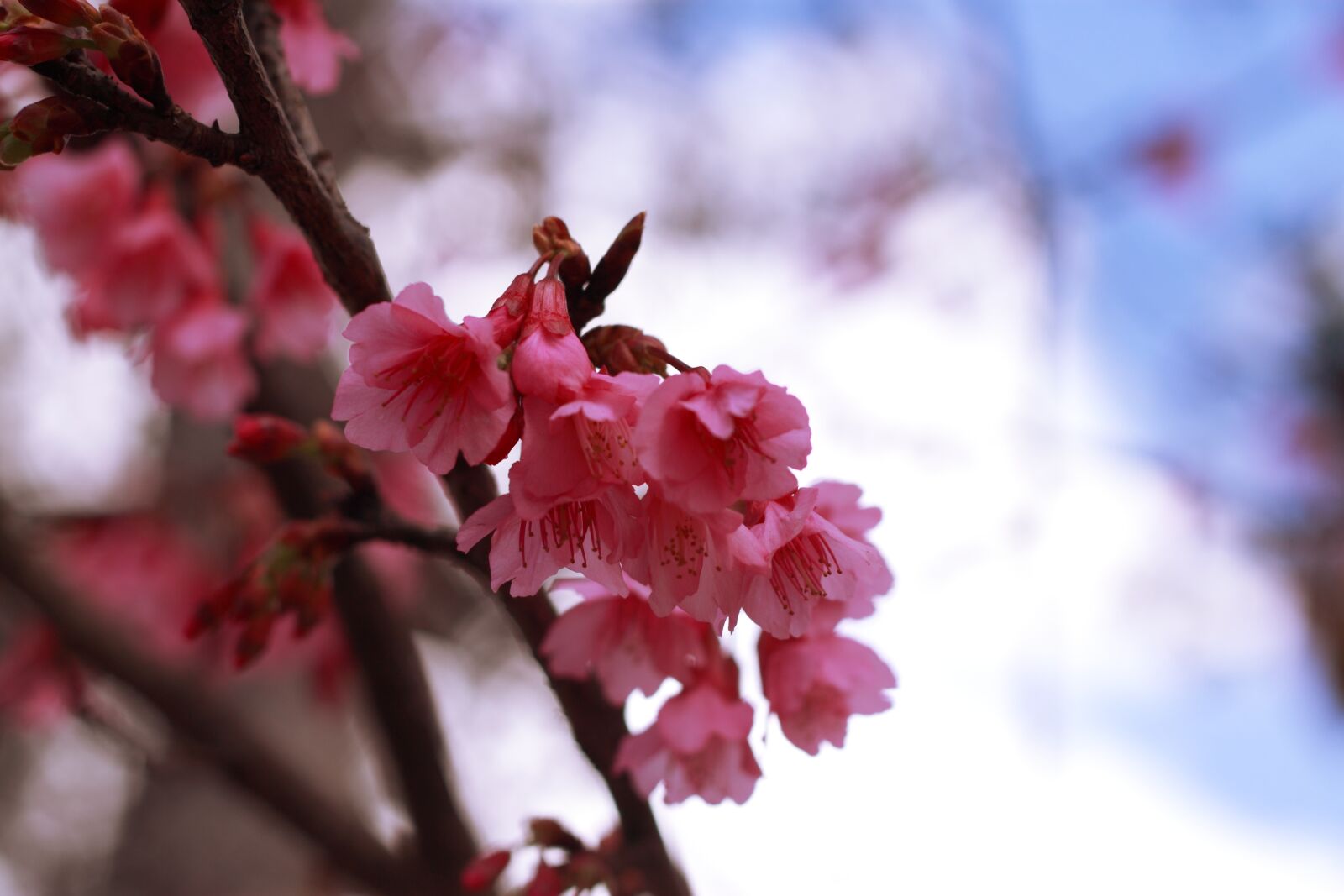 Canon EOS 500D (EOS Rebel T1i / EOS Kiss X3) sample photo. Sakura, flower, romantic photography
