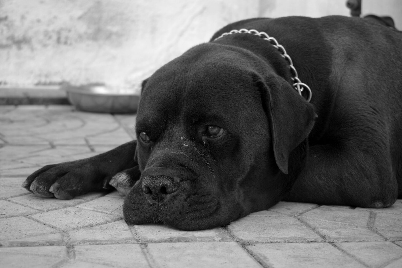 Nikon D3300 sample photo. Dog, black, pet photography