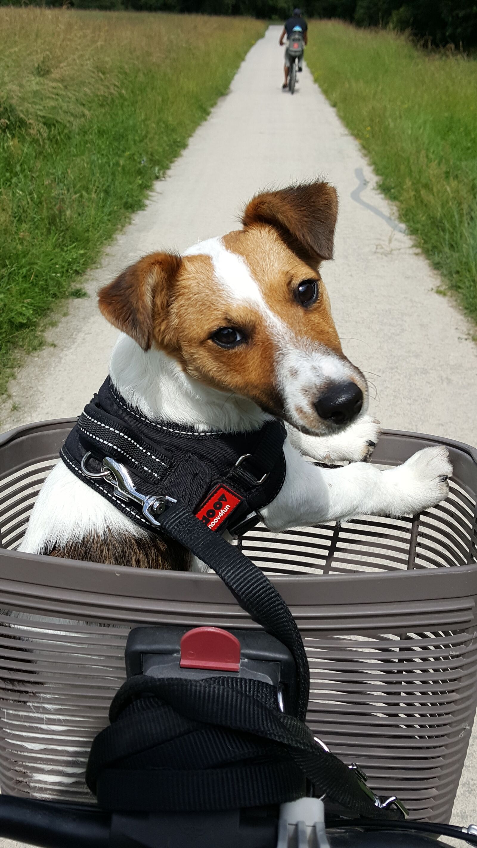Samsung Galaxy S6 sample photo. Dog, promenade, basket photography