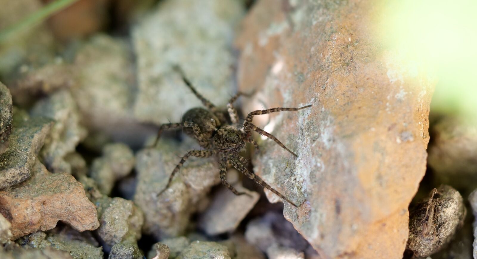 Panasonic Lumix DC-G9 sample photo. Macro, spider, insect photography