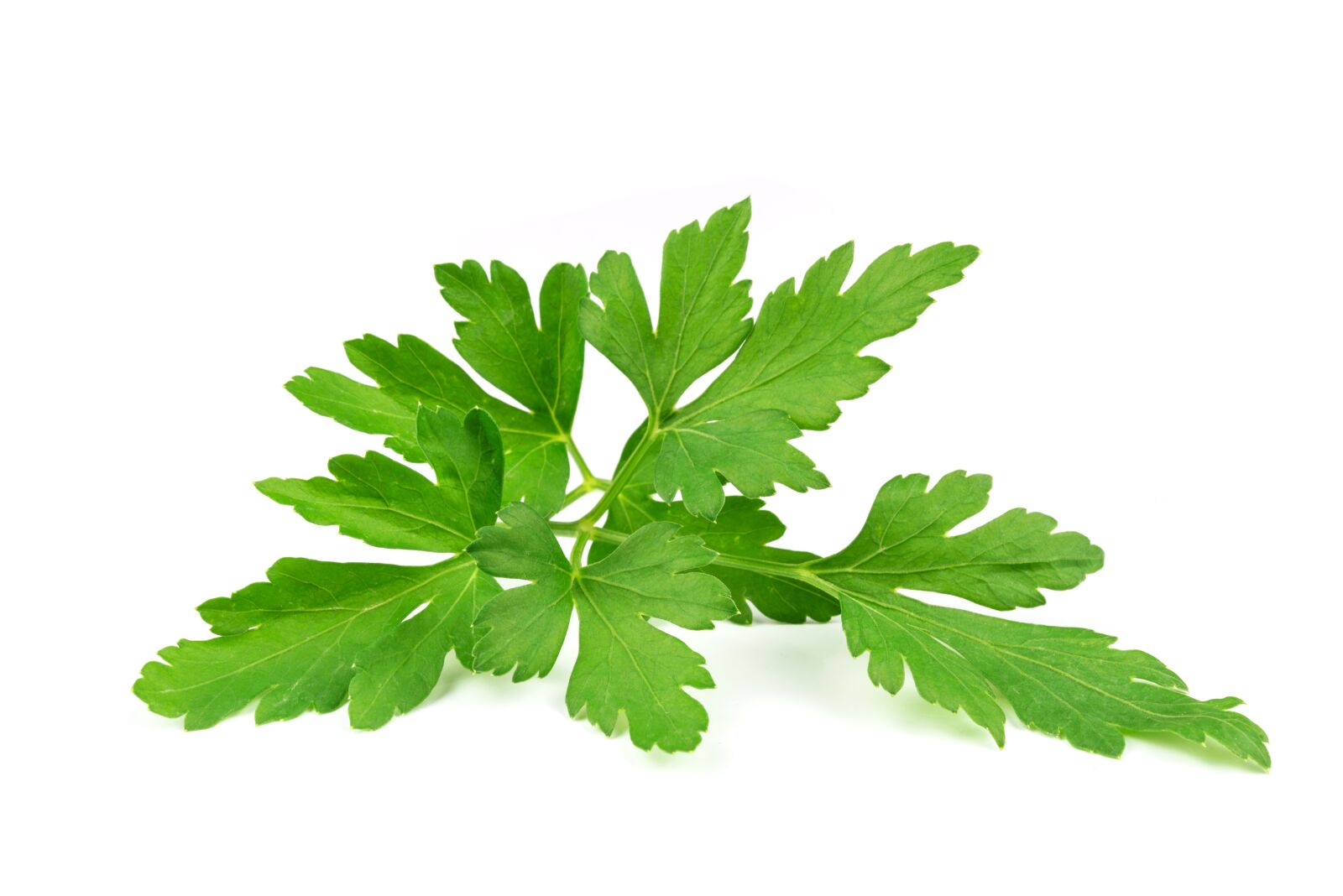 Nikon D750 sample photo. Parsley leaves, leaf, parsley photography