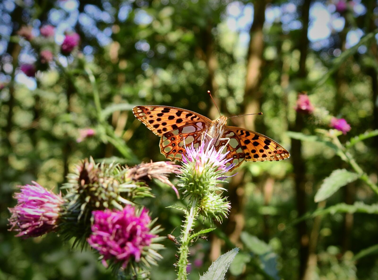 Nikon Coolpix P900 sample photo. Butterfly, pollination, insect photography