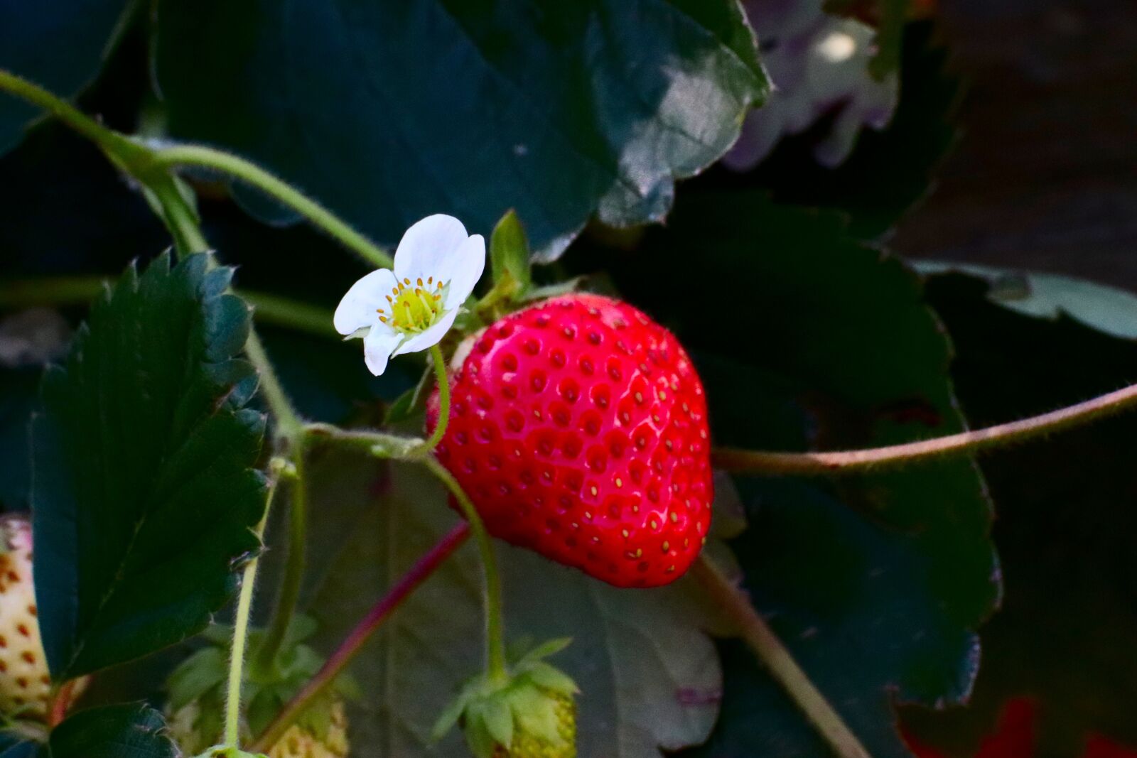 Canon EOS 200D (EOS Rebel SL2 / EOS Kiss X9) sample photo. Fruit, strawberry, food photography