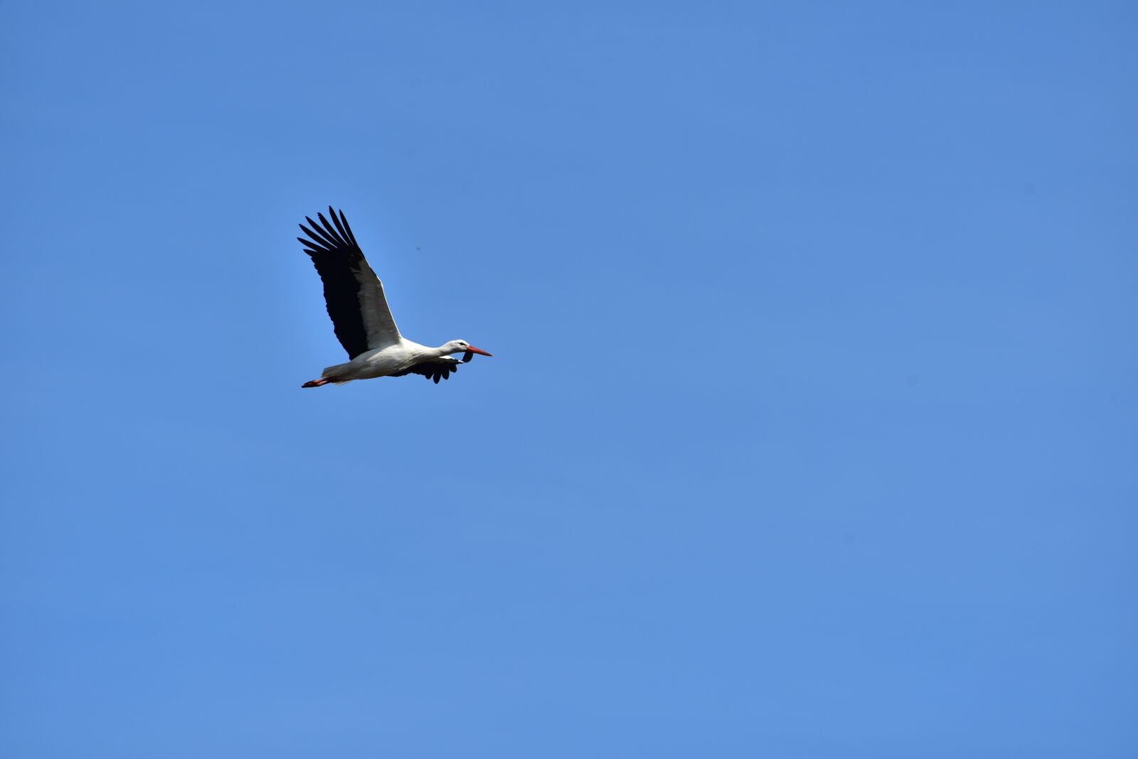 Nikon D750 sample photo. Stork, sky, flying photography