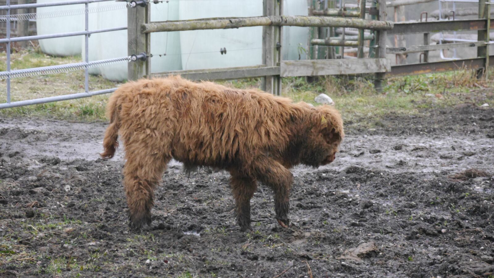 Panasonic Lumix DMC-G6 sample photo. Galloways, animals, cattle photography