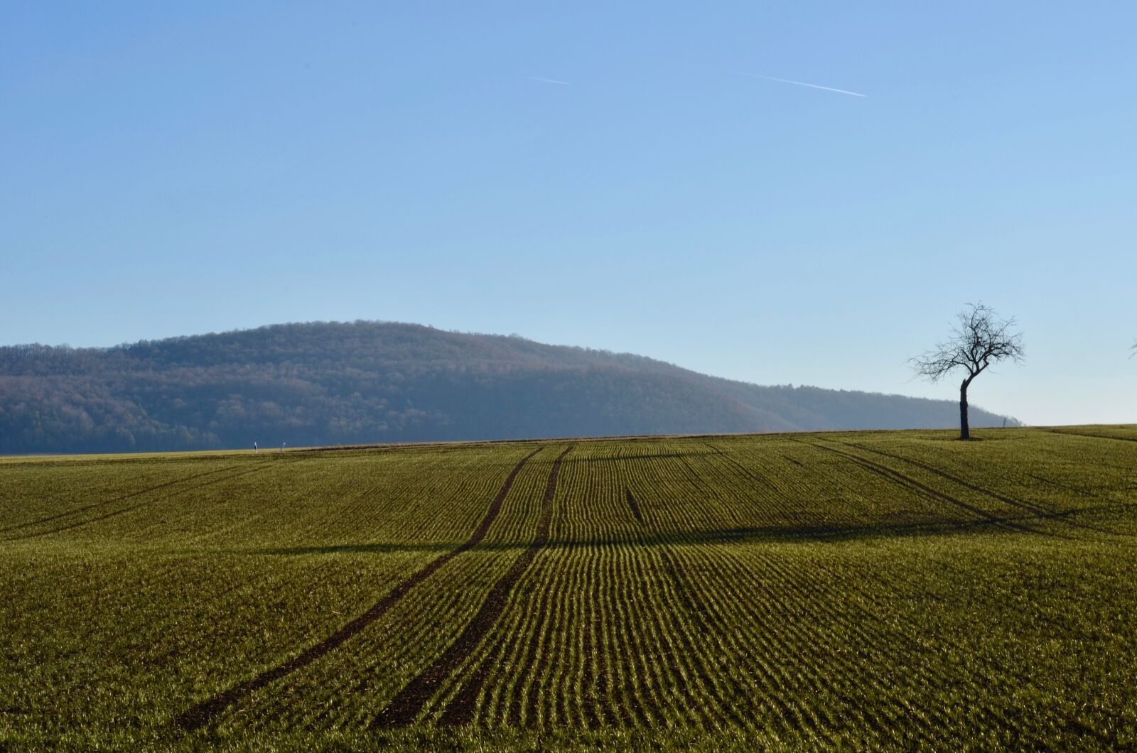 Nikon D5100 sample photo. Fruit tree, field, landscape photography