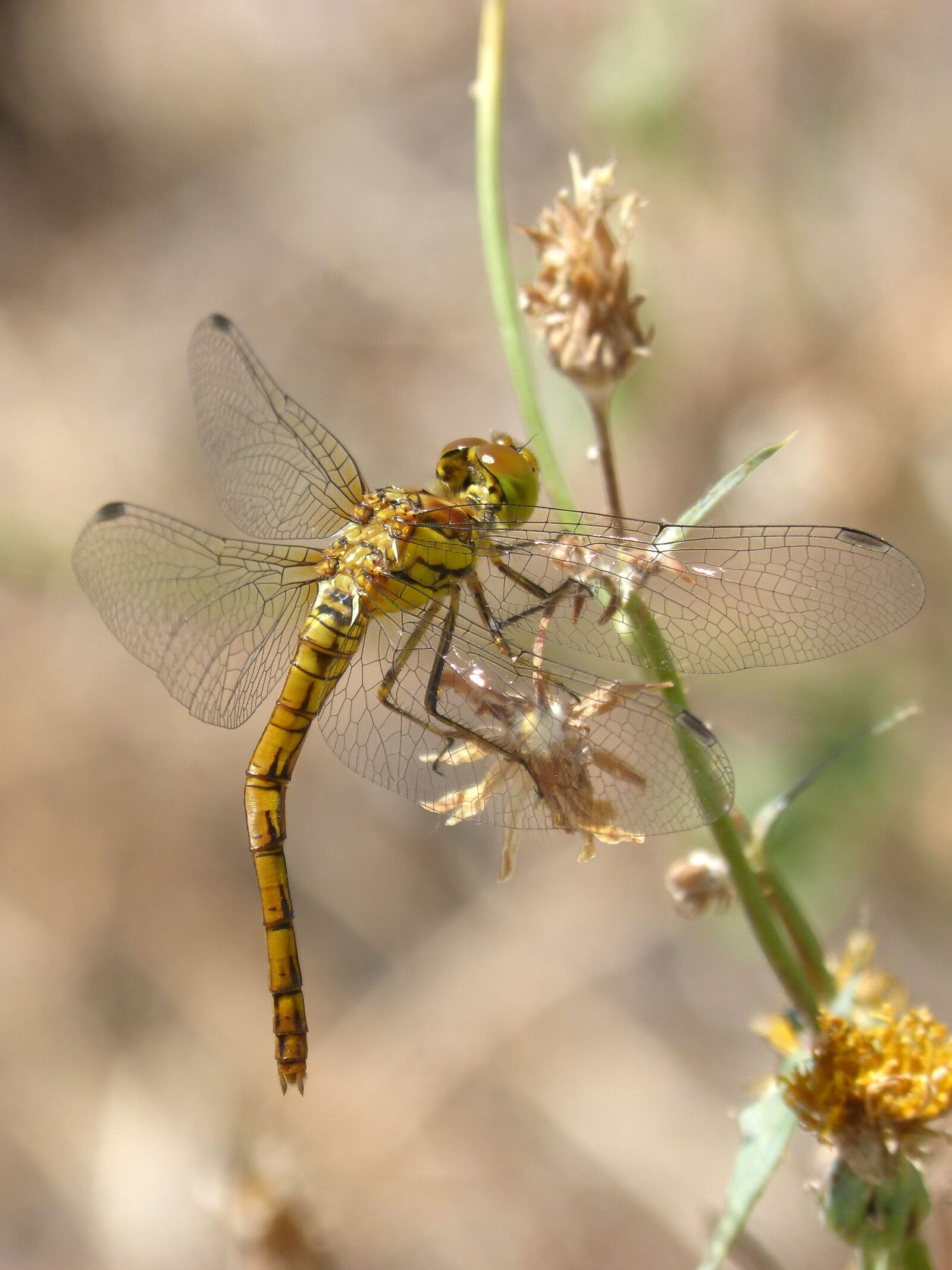 Panasonic DMC-FZ62 sample photo. Yellow dragonfly, sympetrum striolatum photography