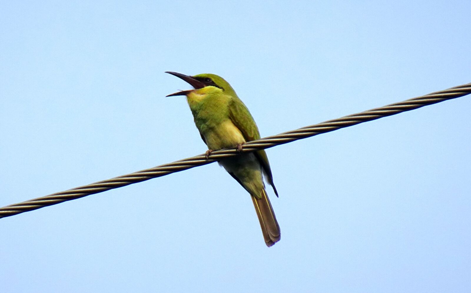 Sony DSC-WX800 sample photo. Bird, green, bee-eater photography