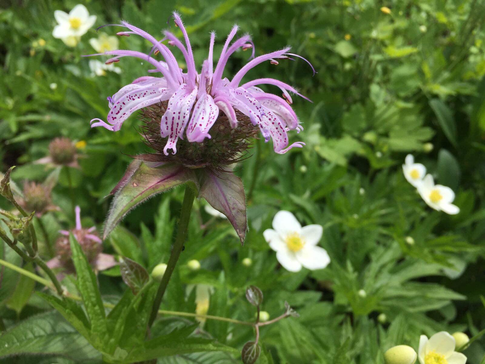 Apple iPhone 6 sample photo. Mondarda, fireworks, flower photography