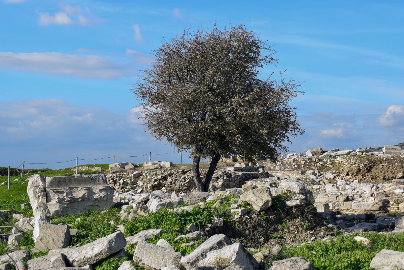 Nikon D3300 sample photo. Tree, stones, archaeology photography