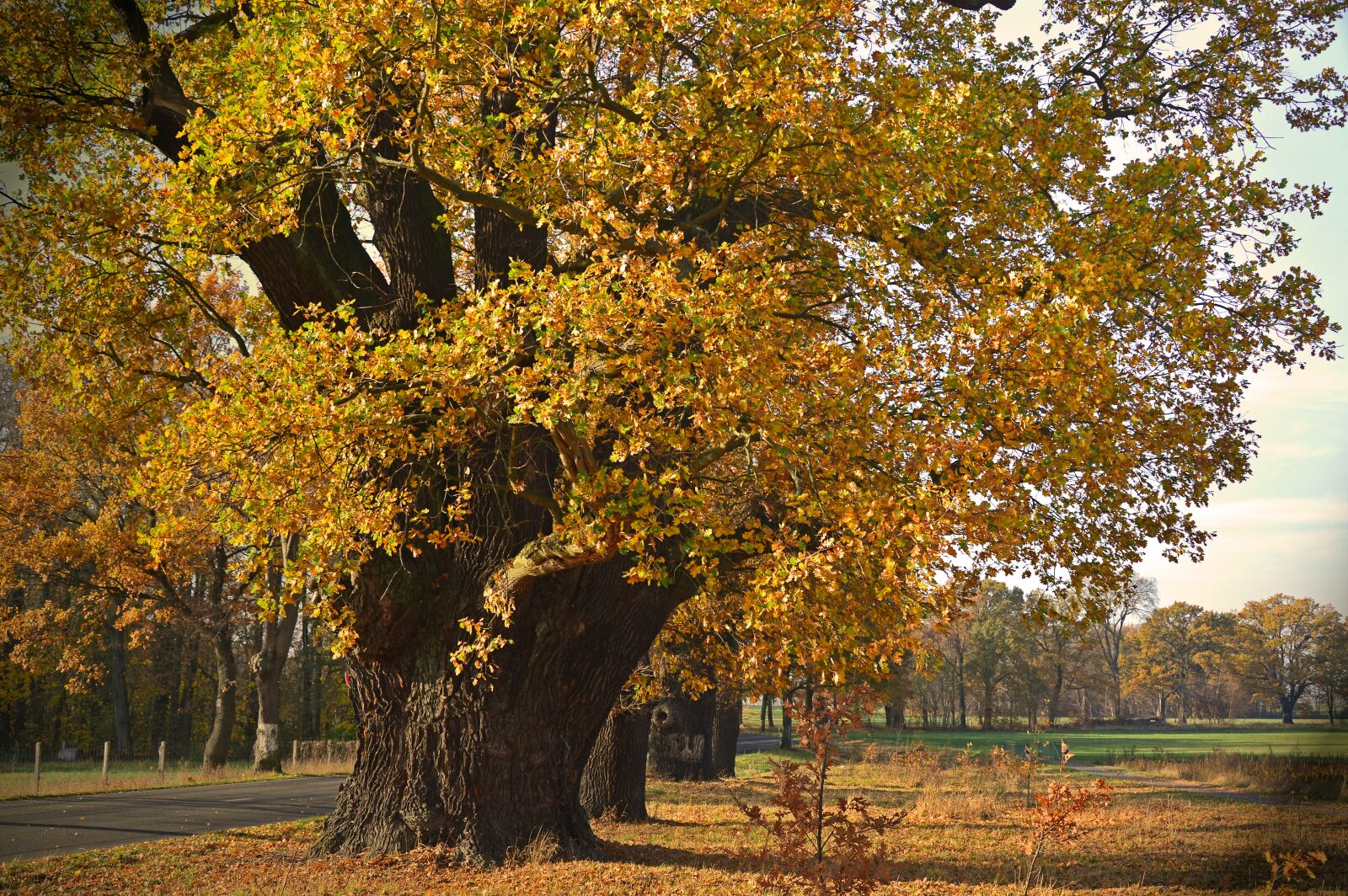 Nikon D3200 sample photo. Oak, old, trees photography