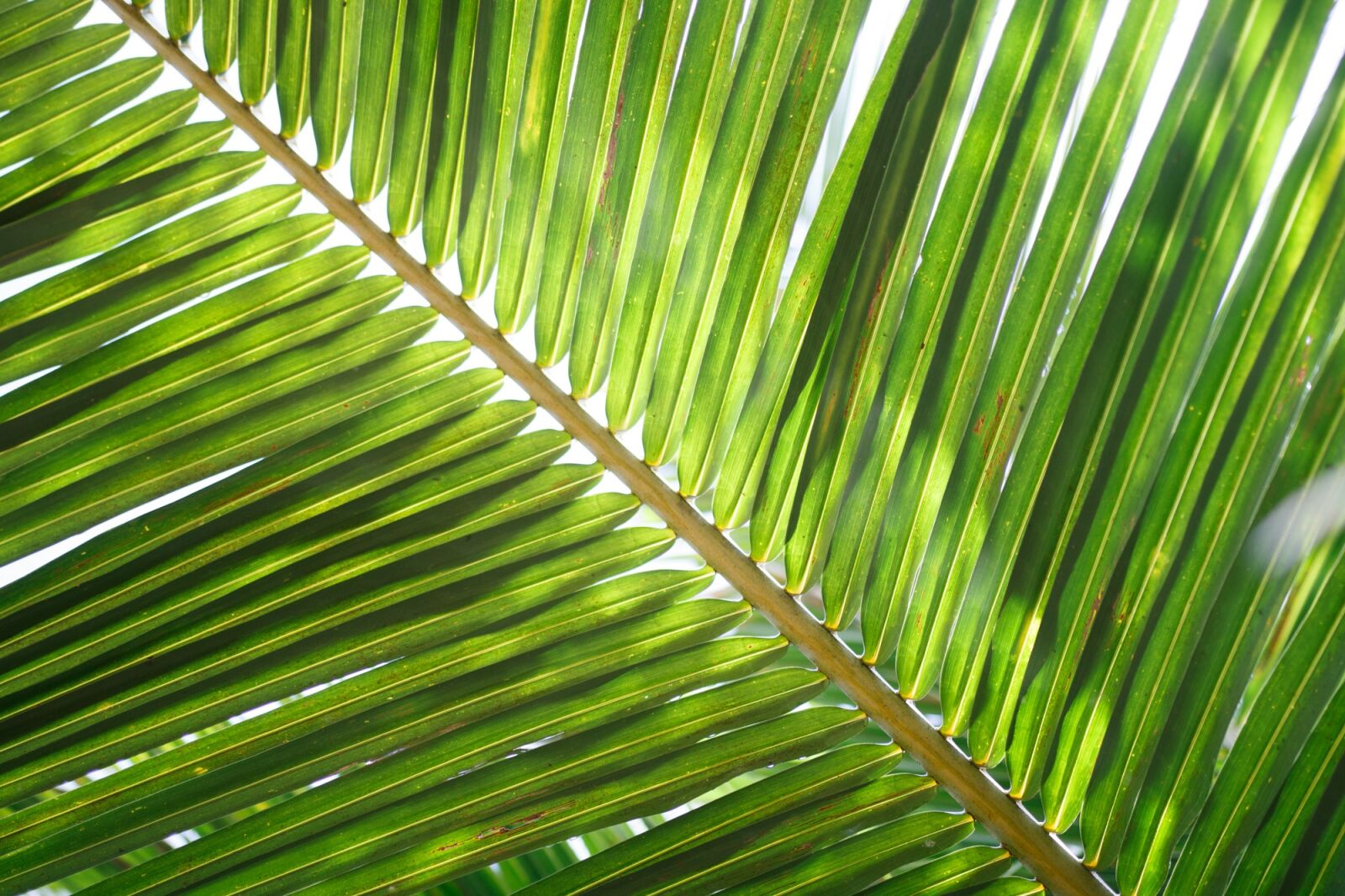 Canon EOS 750D (EOS Rebel T6i / EOS Kiss X8i) sample photo. Coconut leaf, palm, tropical photography