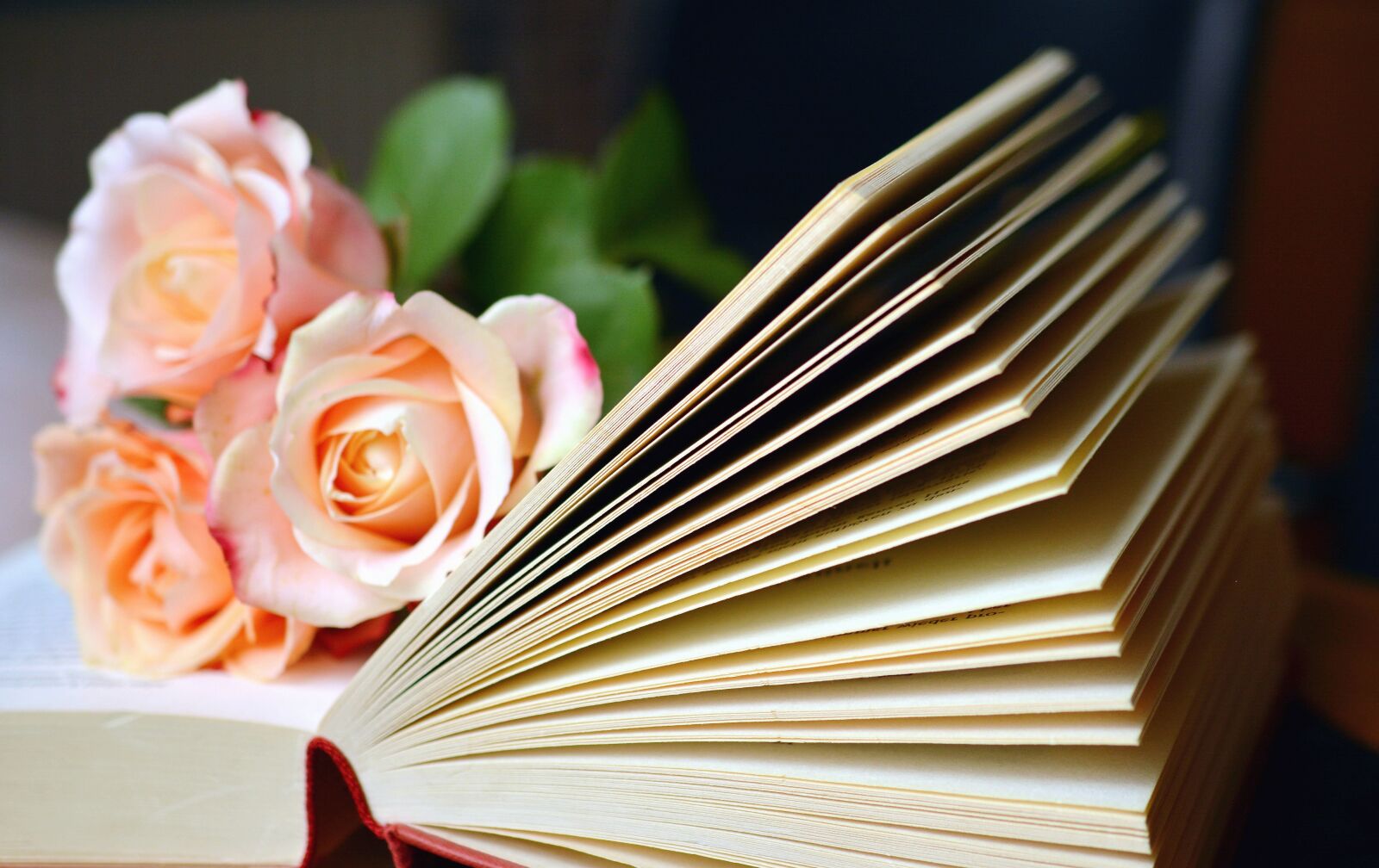 Nikon D5200 sample photo. Book, learn, knowledge, rose photography