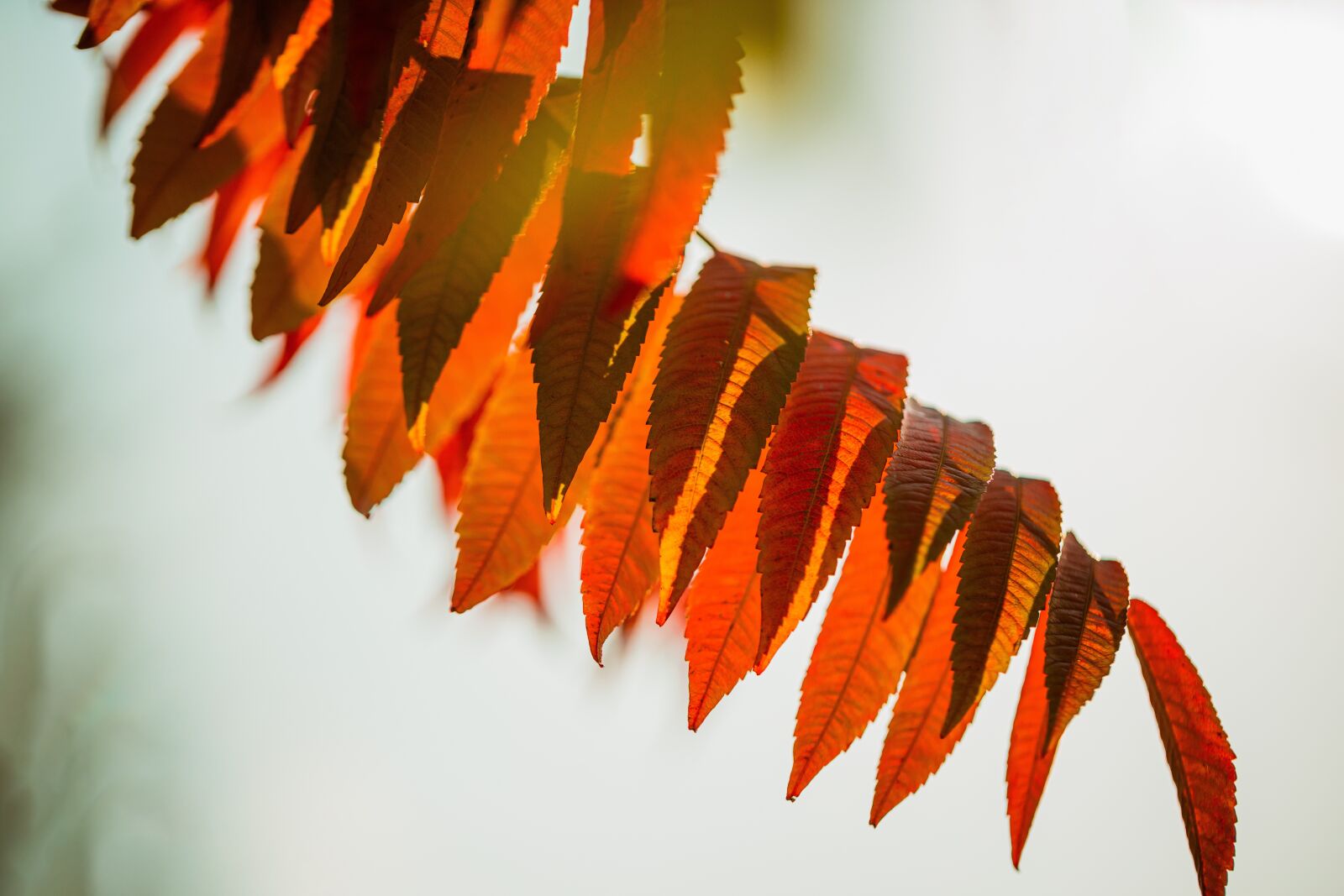 Canon EF 100mm F2.8L Macro IS USM sample photo. Foliage, autumn, orange photography