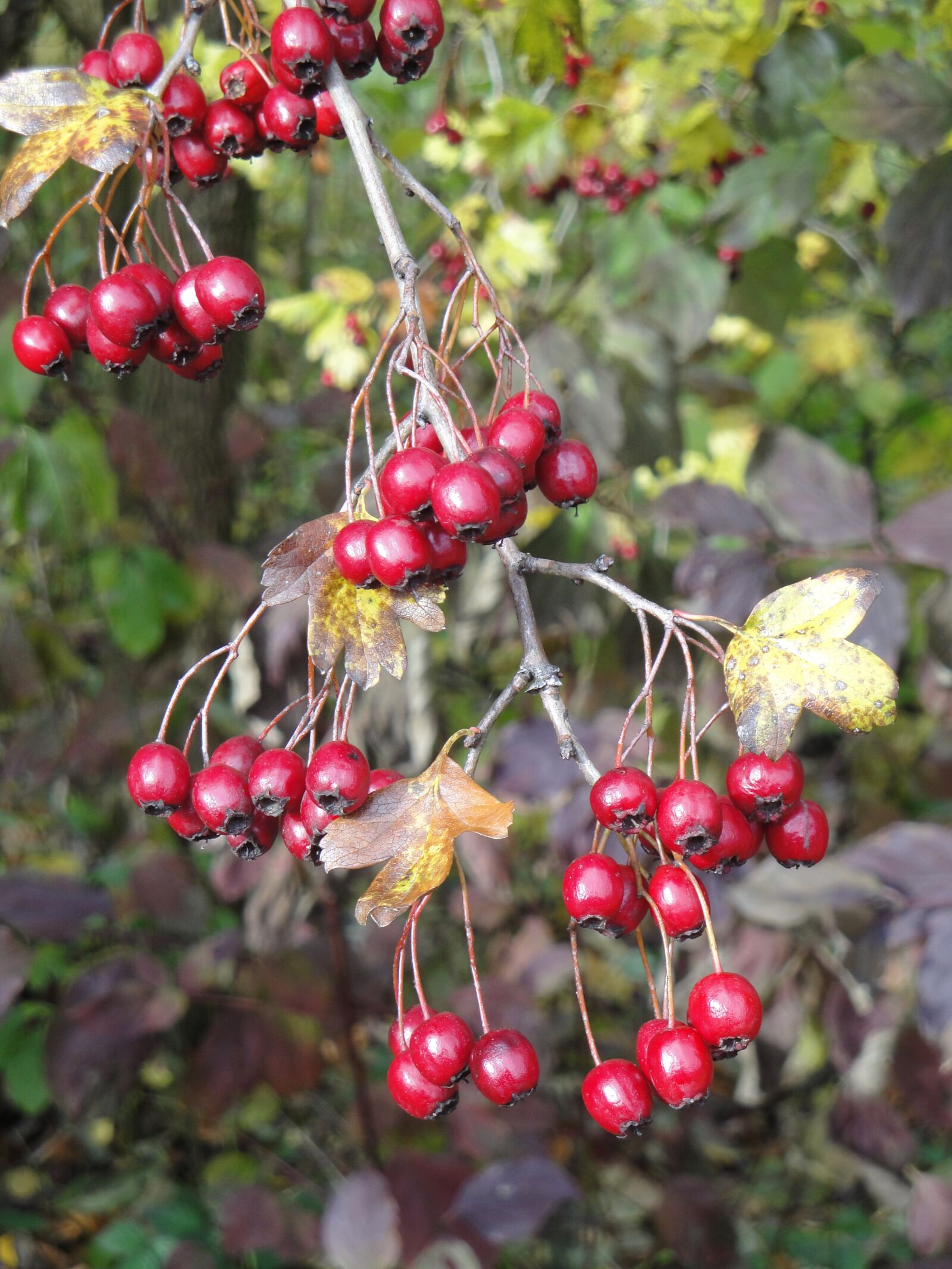 Sony Cyber-shot DSC-W290 sample photo. Berries, autumn, plant photography