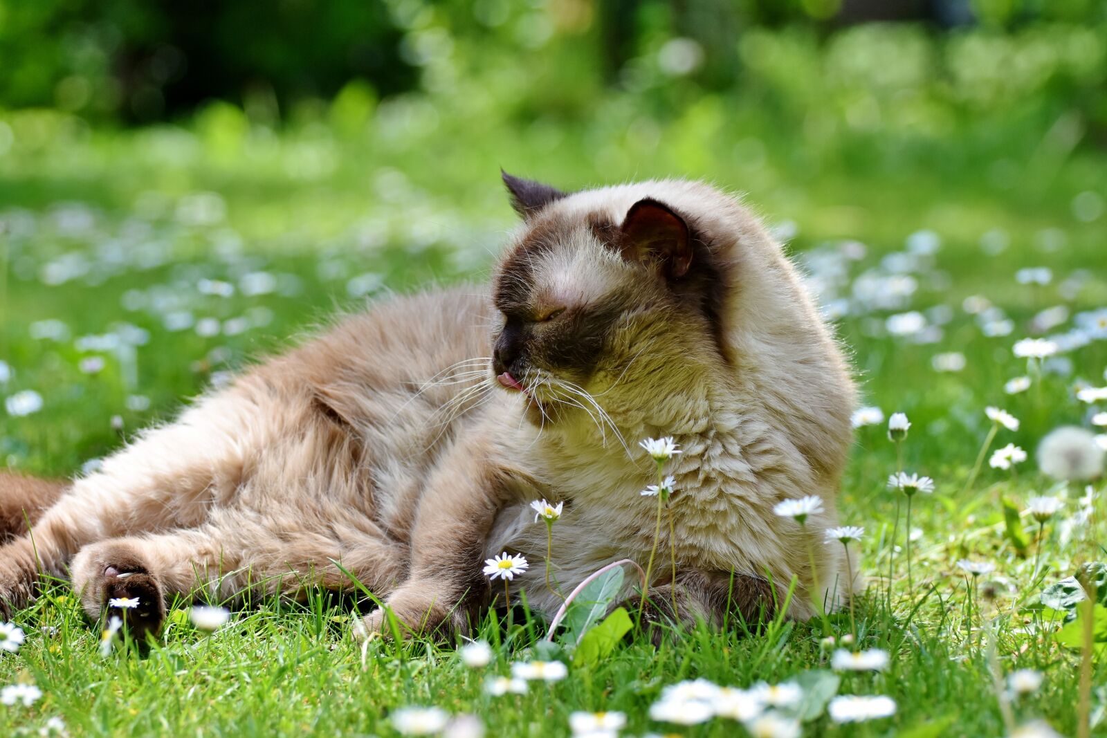Nikon D7200 sample photo. Cat, breed cat, british photography