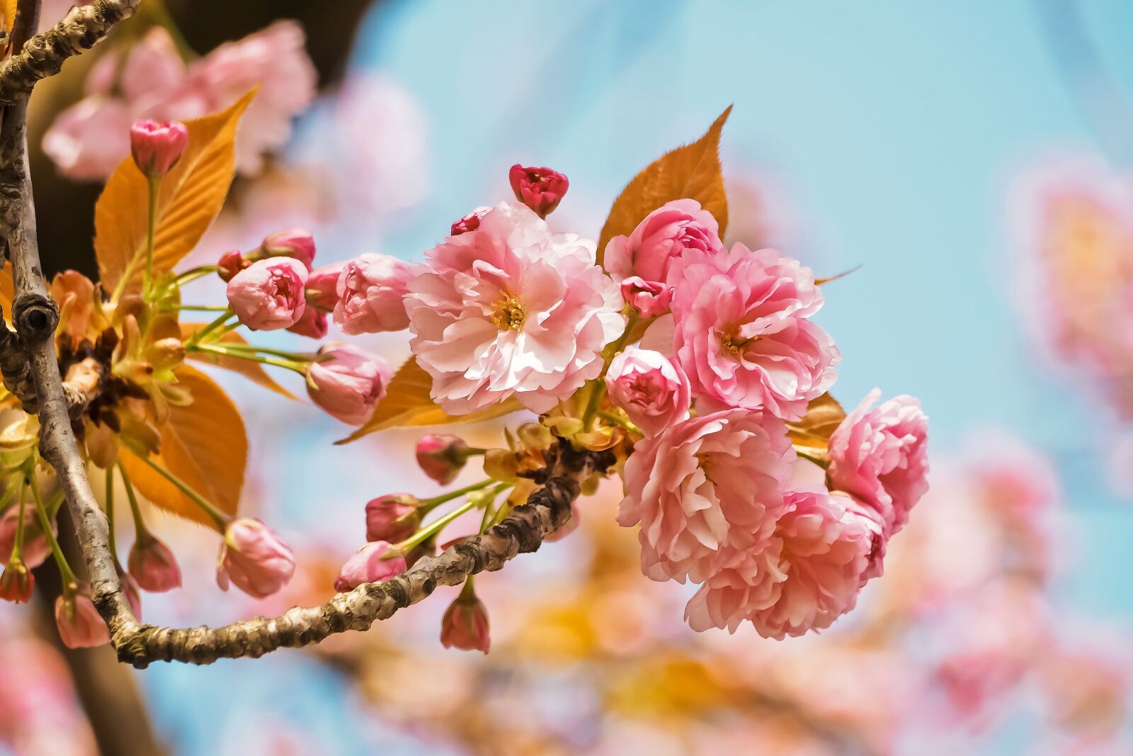 Olympus OM-D E-M10 sample photo. Flower, nature, tree photography