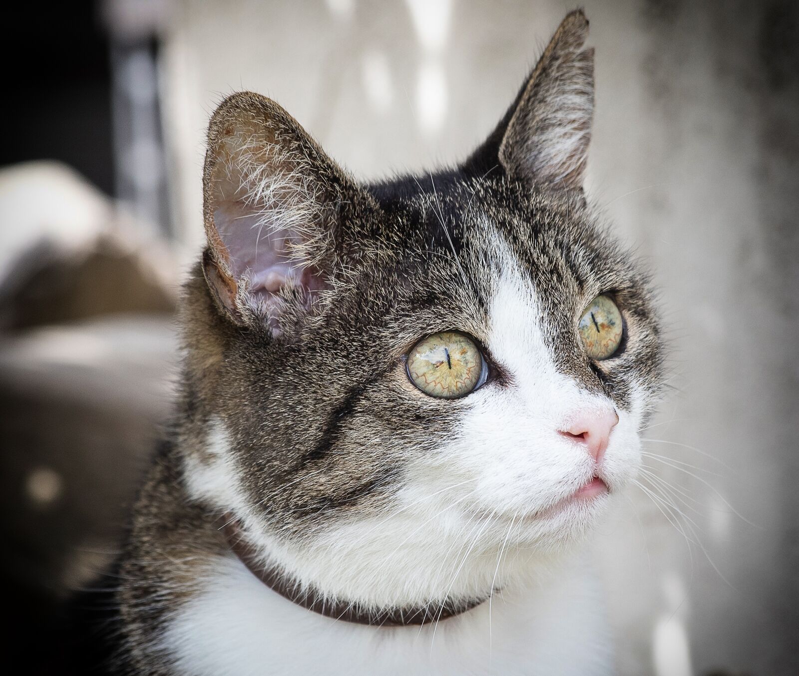 Canon EOS 6D Mark II sample photo. Cat, animal, mammal photography
