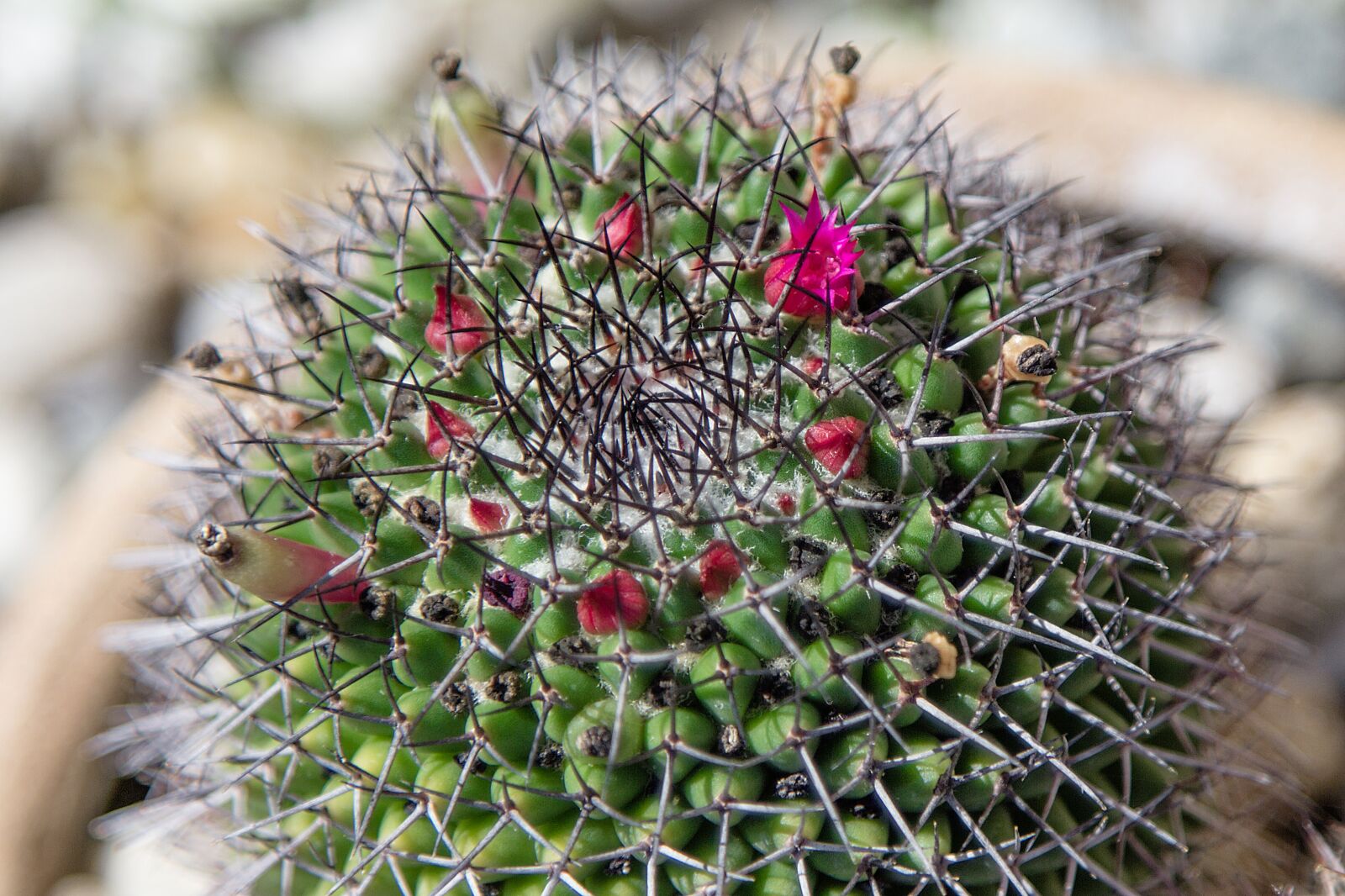 Canon EOS 60D + Canon EF 24-105mm F4L IS USM sample photo. Cactus, cactus blossom, blossom photography