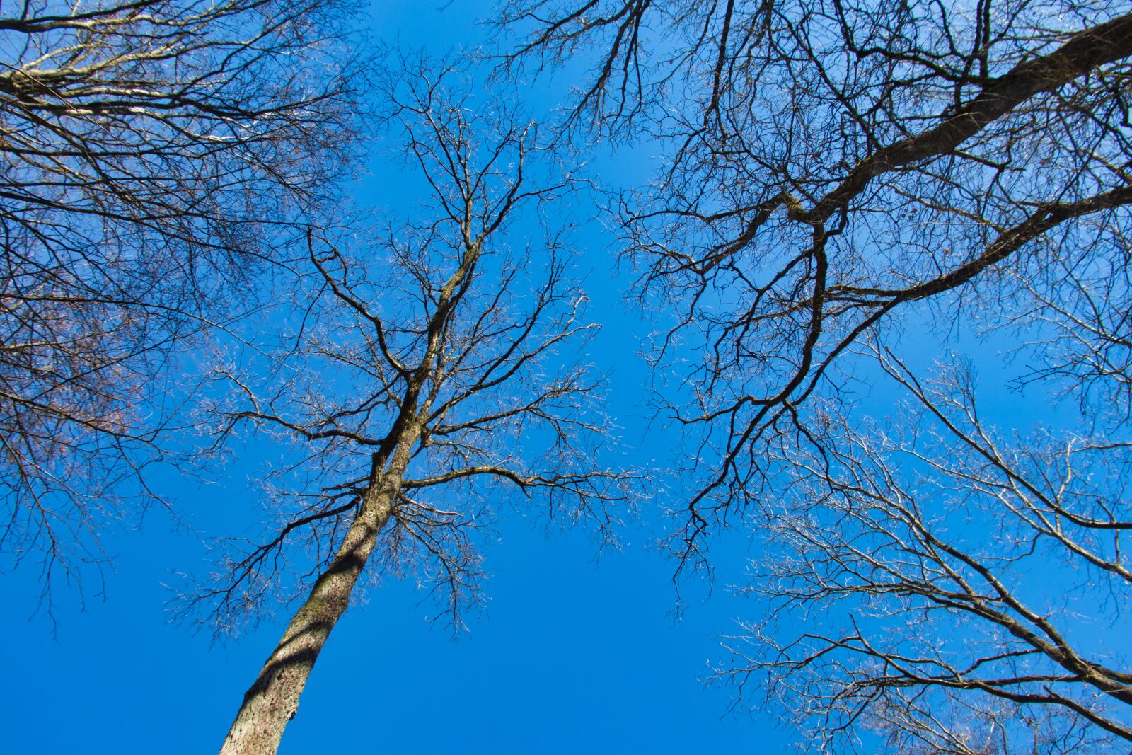 Canon PowerShot G3 X sample photo. Trees, sky, blue photography