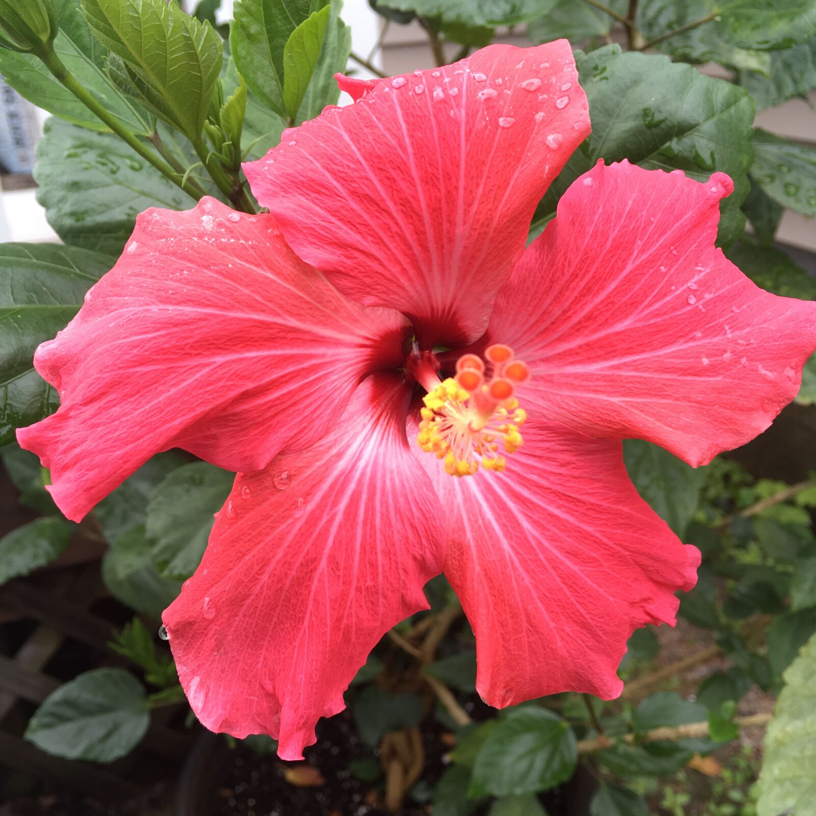 iPhone SE back camera 4.15mm f/2.2 sample photo. Hibiscus, flower, bloom photography