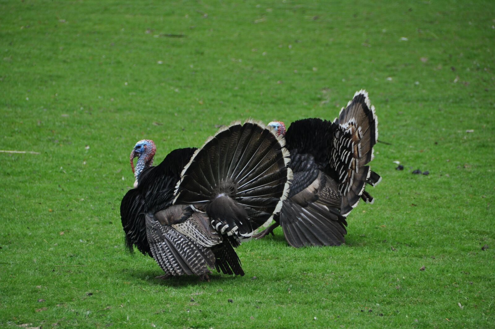Nikon D90 sample photo. Birds, turkey, poultry photography