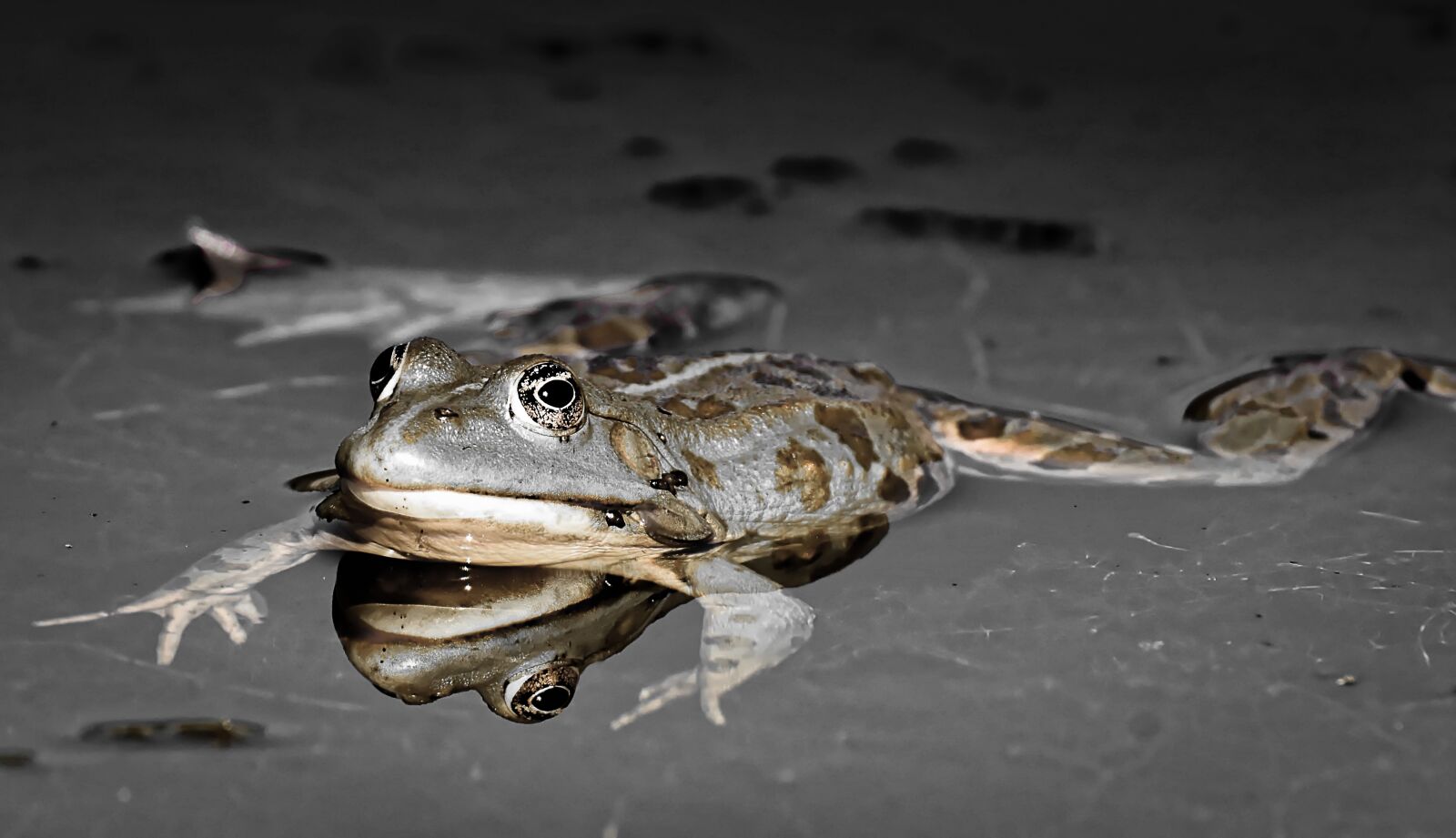 Nikon D7200 sample photo. Frog, pond, animal photography