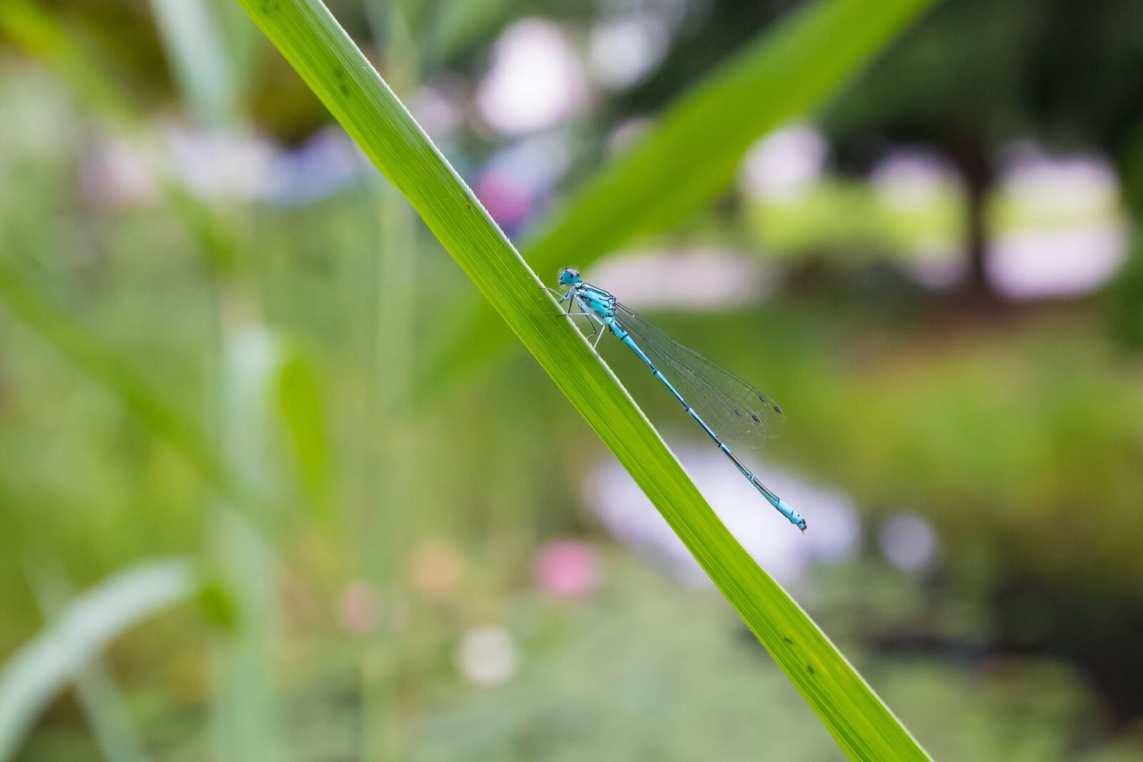 Canon EOS 5D Mark IV + Canon EF 16-35mm F4L IS USM sample photo. Spring dragonfly, blue, dragonfly photography