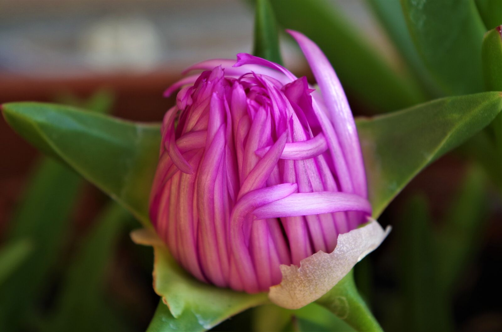 Pentax K-50 sample photo. Flower, spring, macro photography