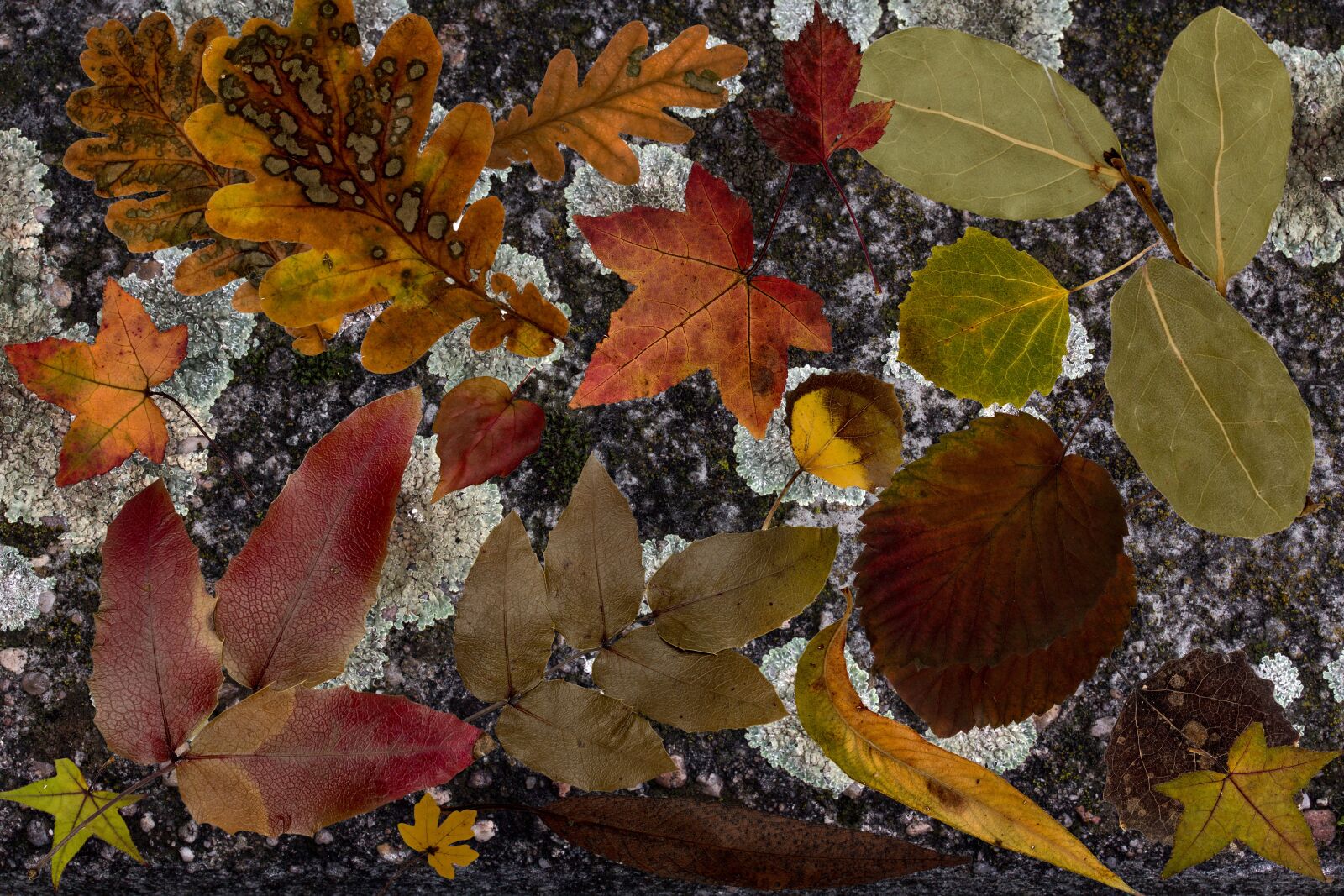 Canon EF-S 60mm F2.8 Macro USM sample photo. Leaves, true leaves, colorful photography