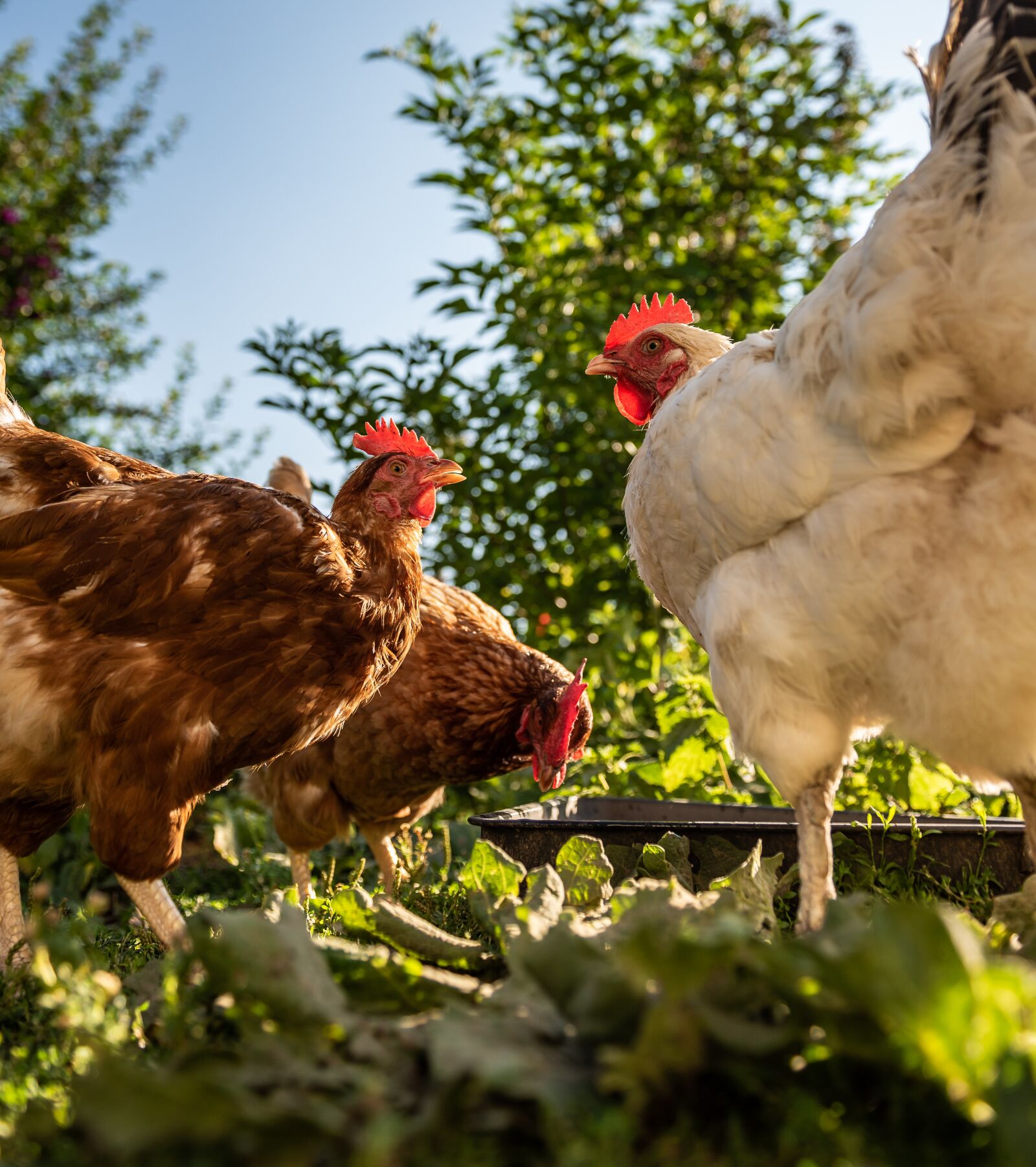 Nikon D750 sample photo. Chickens, poultry, animal photography photography