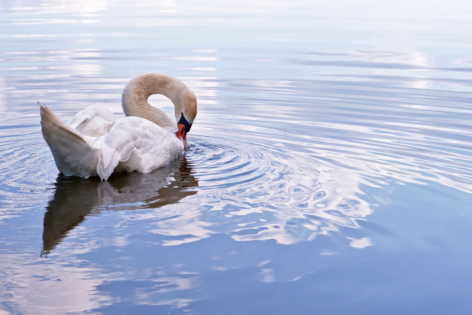 Nikon D5600 sample photo. Swan, mute swan, water photography