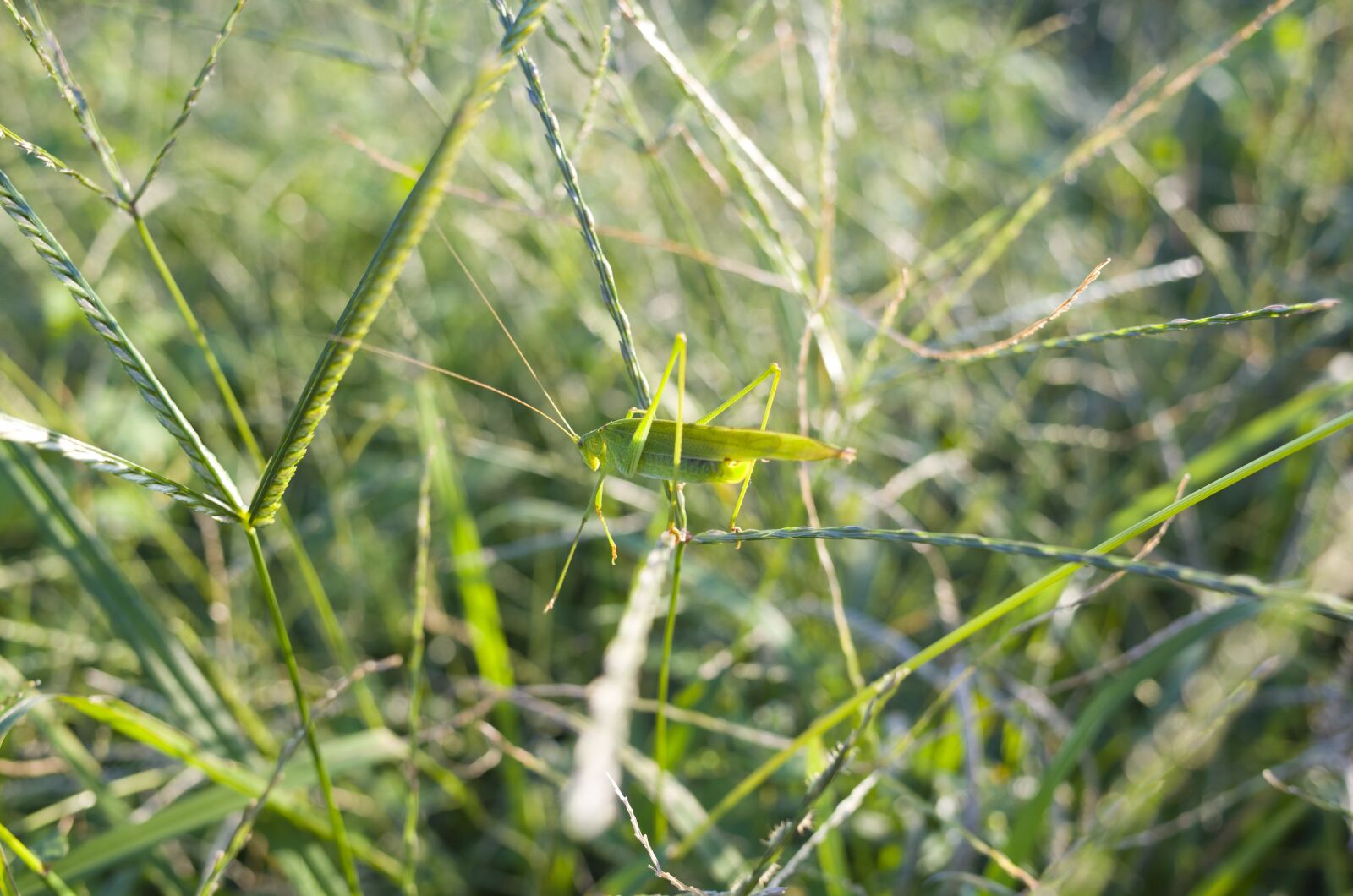 Ricoh GR II + GR Lens sample photo. Bug, grass, grasshopper photography