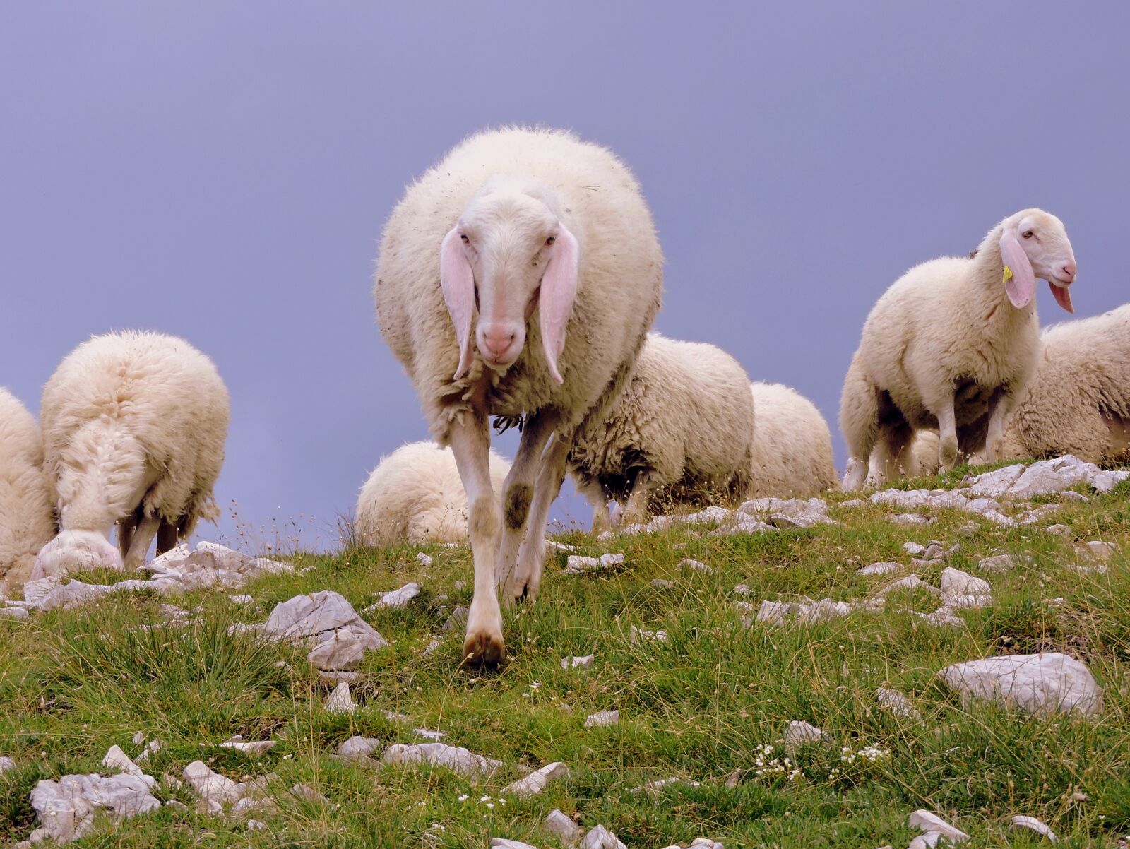 Nikon Coolpix P600 sample photo. Sheep, flock, animal photography