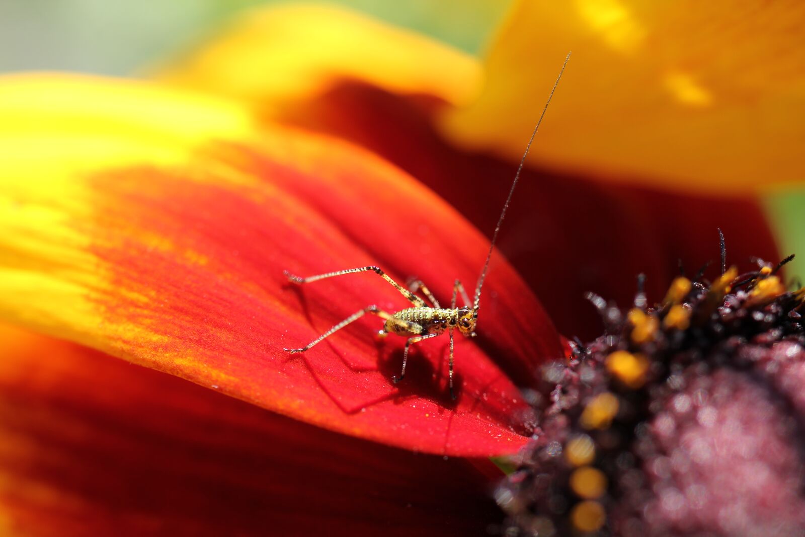 Canon EOS 550D (EOS Rebel T2i / EOS Kiss X4) sample photo. Insect, close up, coneflower photography
