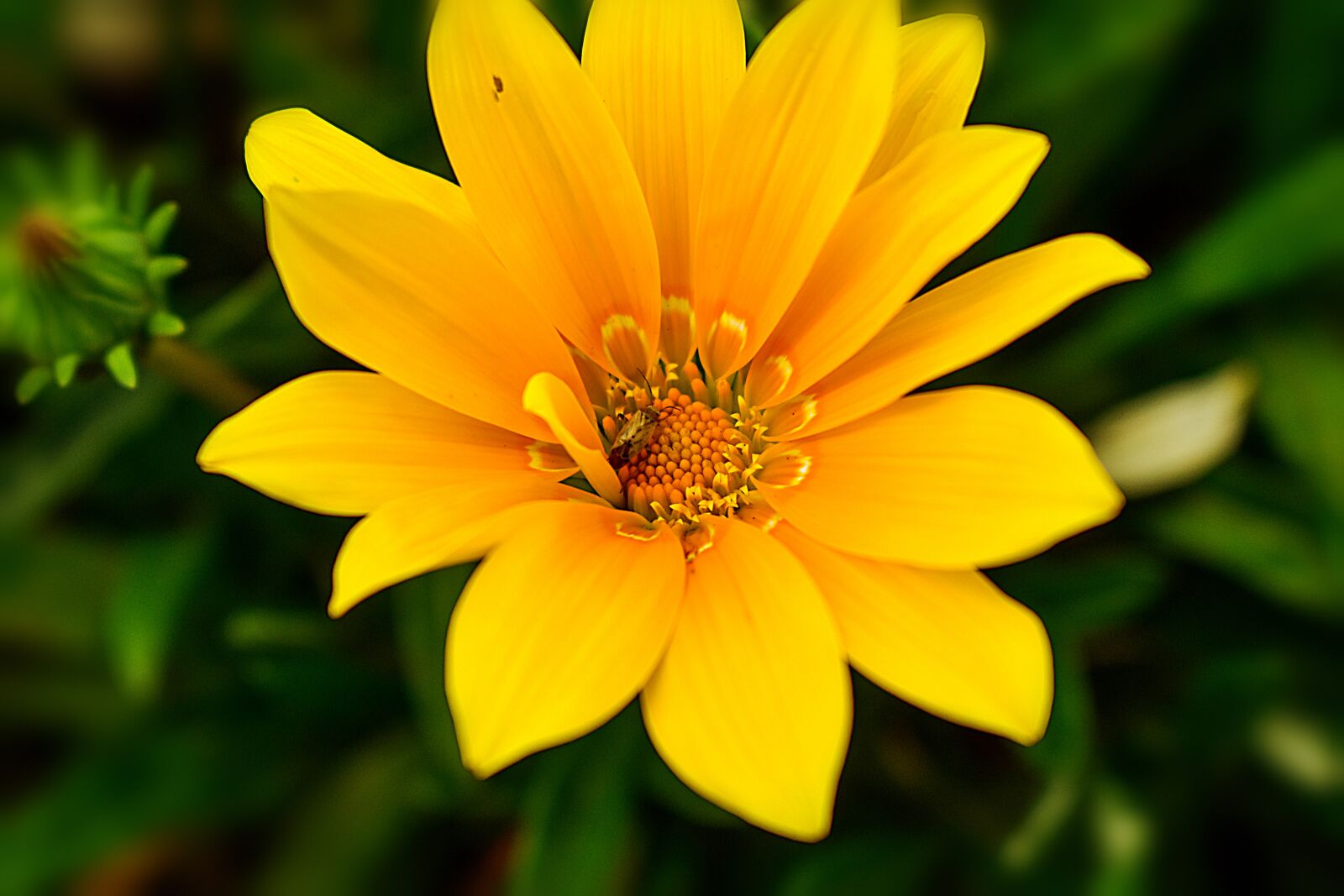 Nikon D3400 sample photo. Flower, nature, spring photography