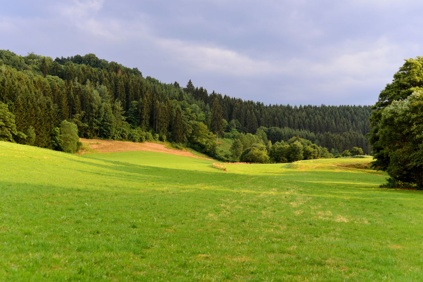 Nikon D600 sample photo. Landscape, nature, green photography