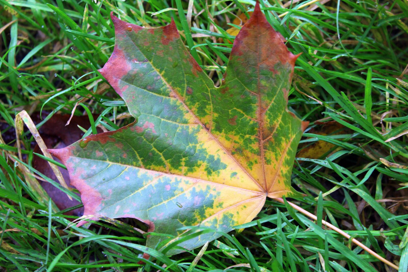 Canon EOS 1200D (EOS Rebel T5 / EOS Kiss X70 / EOS Hi) sample photo. Maple leaf, autumn leaf photography