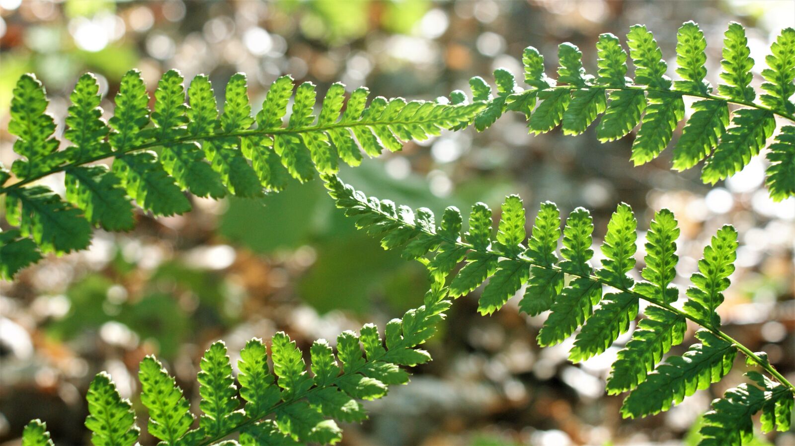 Sony Alpha DSLR-A350 sample photo. Ferns, nature, forest photography