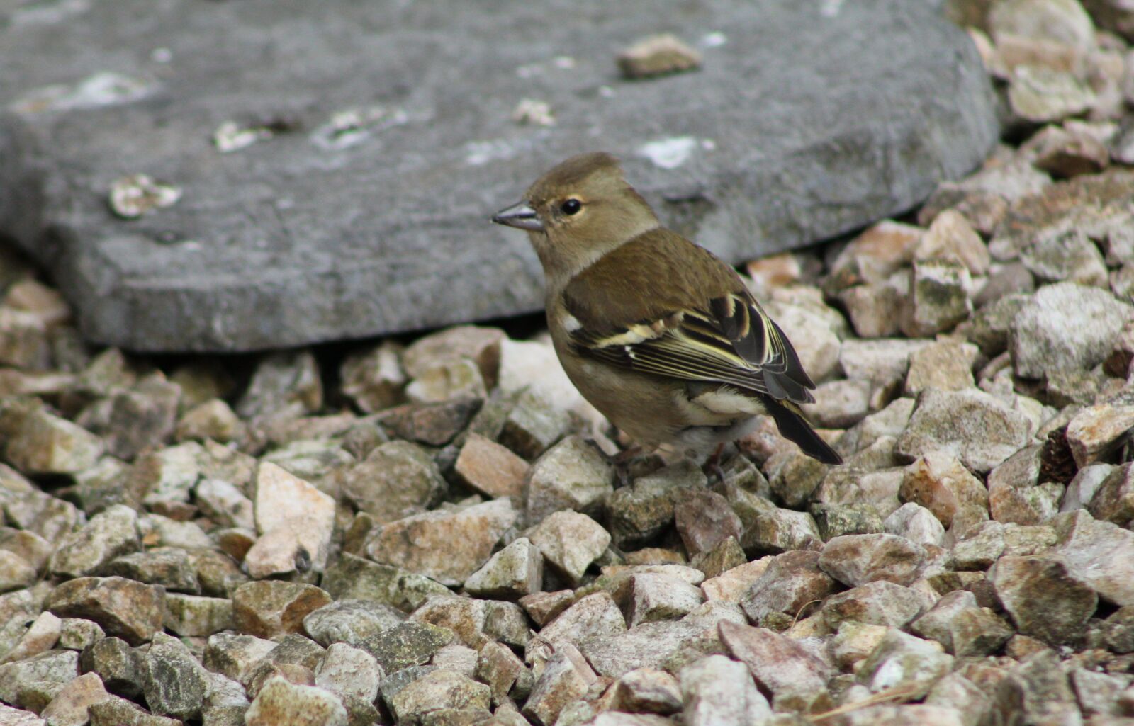 Canon EOS 550D (EOS Rebel T2i / EOS Kiss X4) sample photo. Bird, finch, feather photography