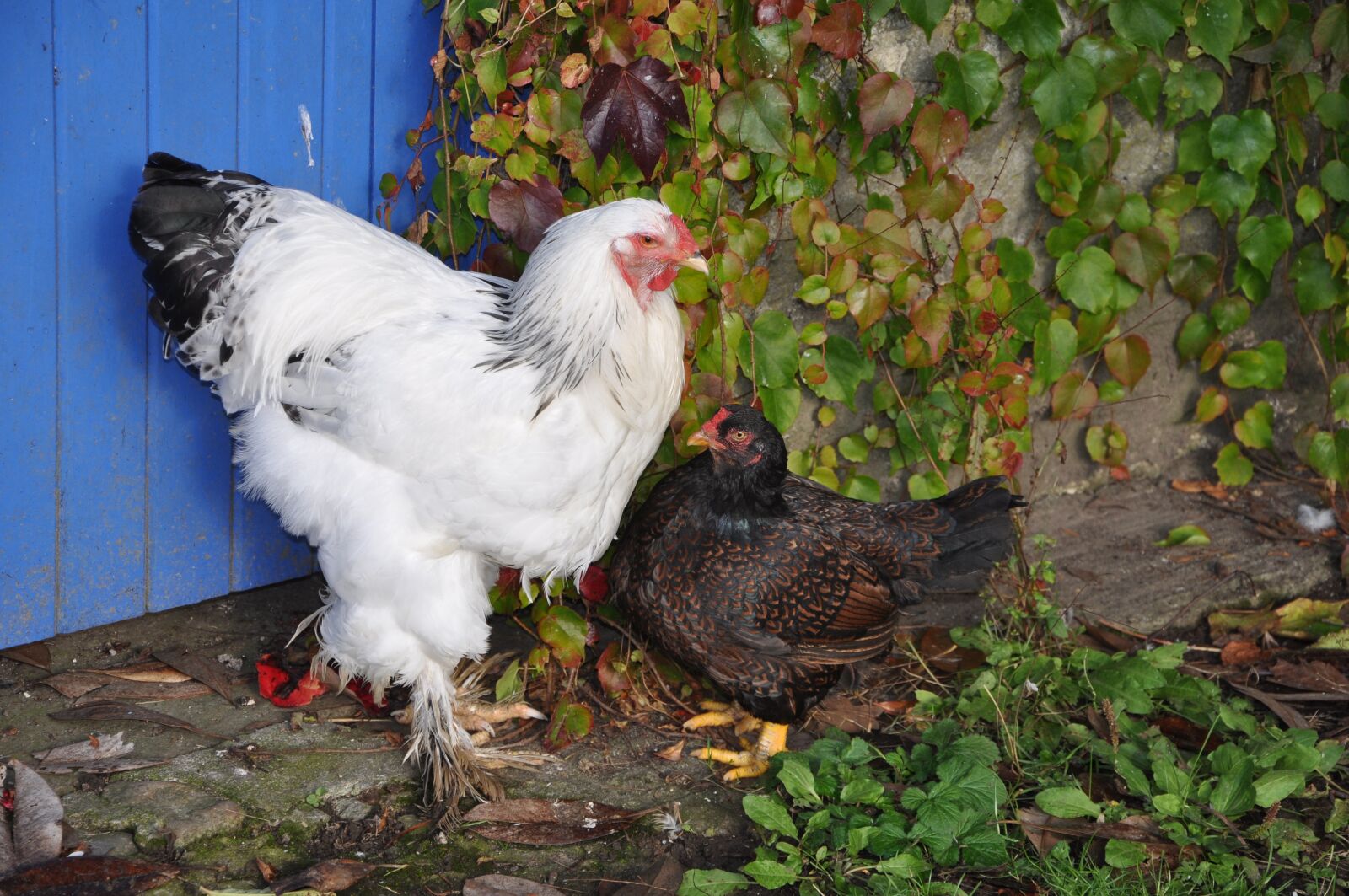 Nikon D90 sample photo. Chickens, farm, chicken photography