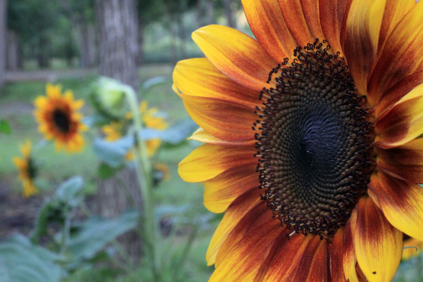 Canon EOS 500D (EOS Rebel T1i / EOS Kiss X3) sample photo. Sunflower, sunflowers, colorful photography