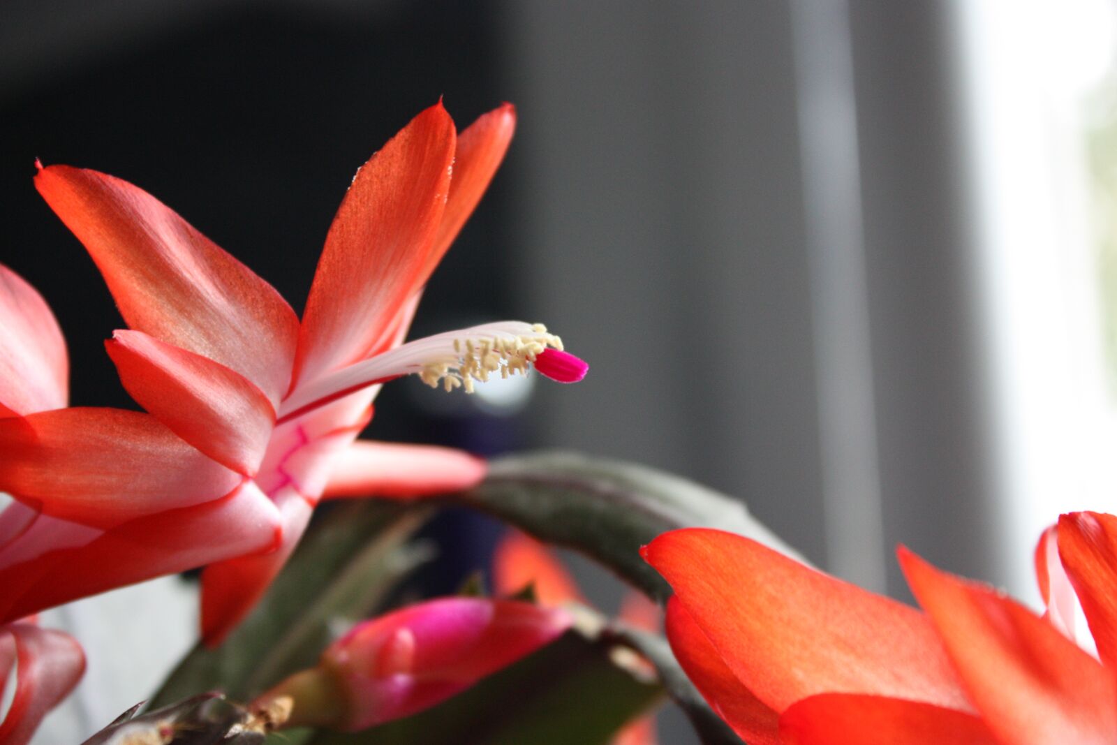 Canon EOS 450D (EOS Rebel XSi / EOS Kiss X2) sample photo. Cactus, flowers, epiphyllum hybrid photography