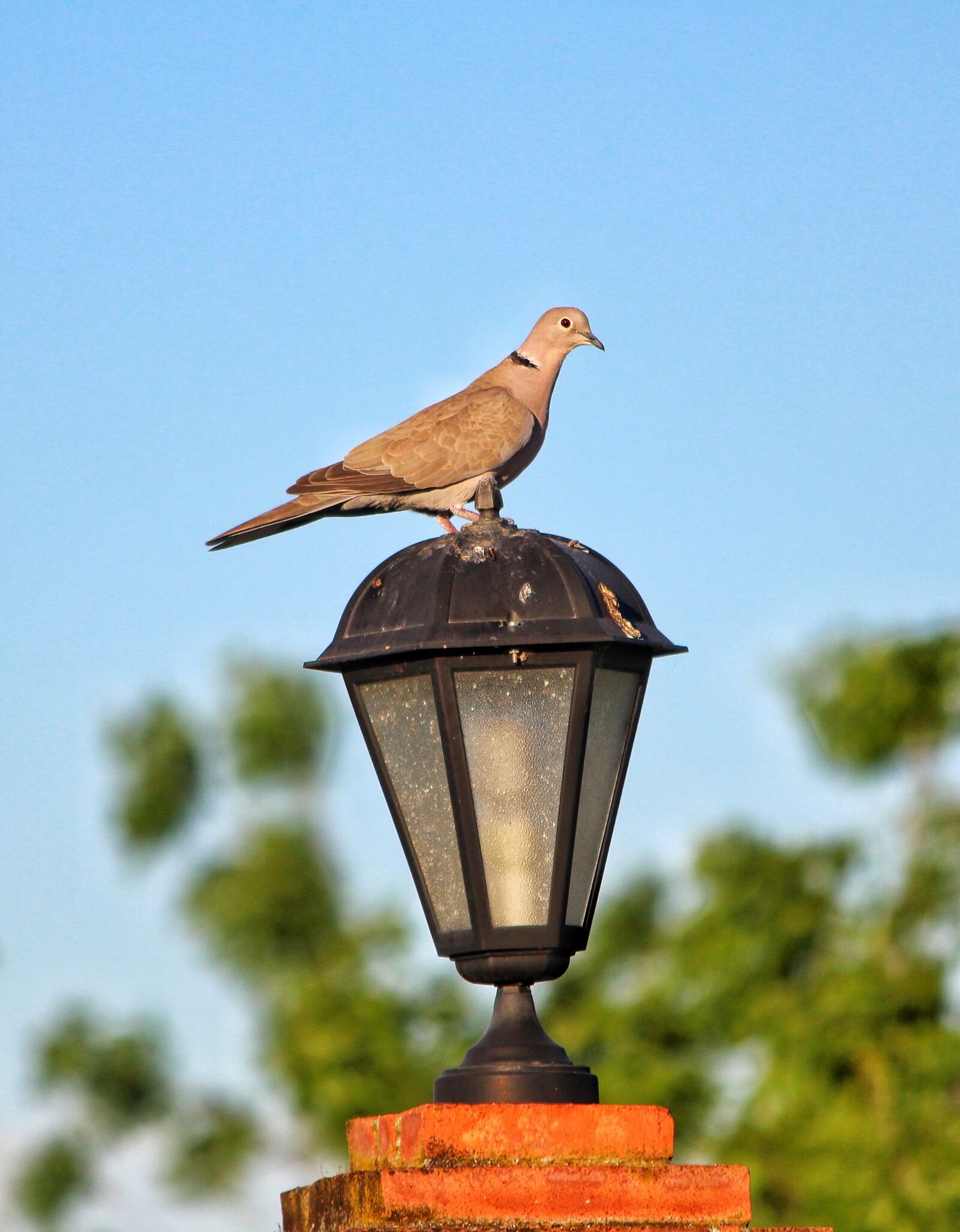 Canon EOS 600D (Rebel EOS T3i / EOS Kiss X5) sample photo. Tortola, ave, bird photography