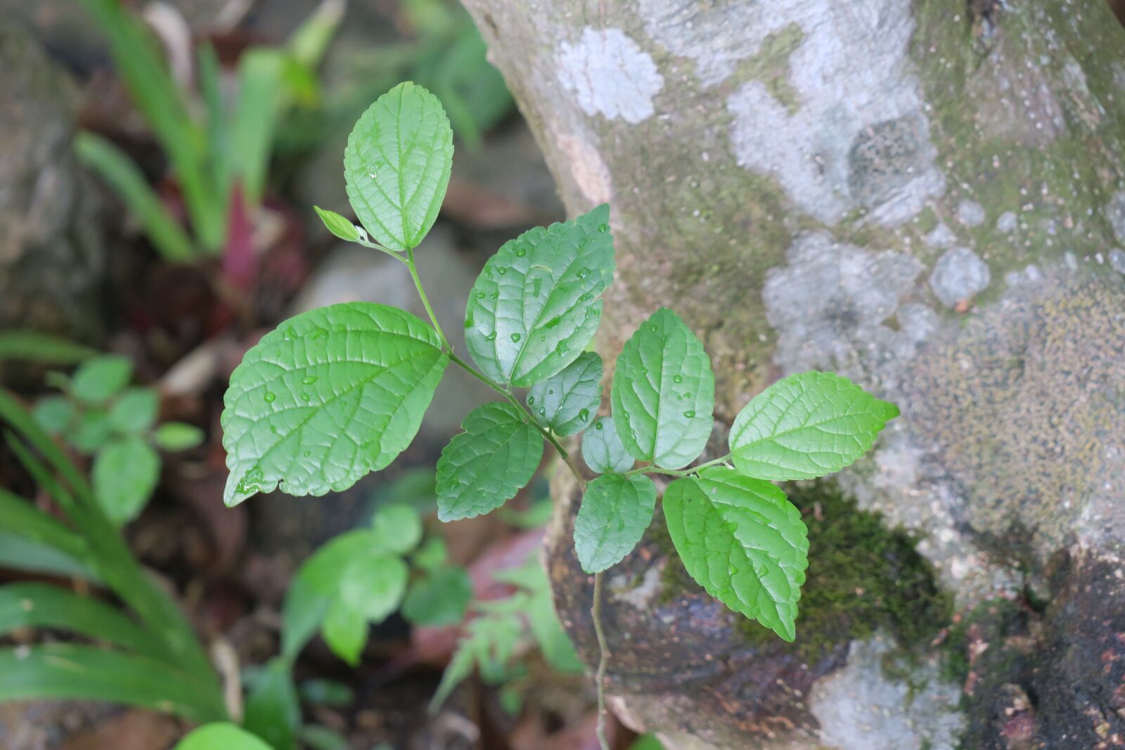 Canon PowerShot G3 X sample photo. Leaf, plant, nature photography