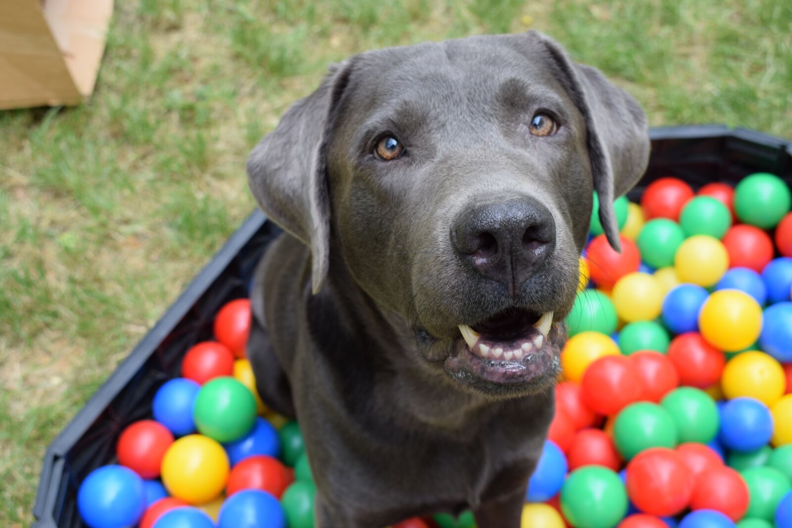 Nikon D5300 sample photo. Dog, ball, ball pit photography