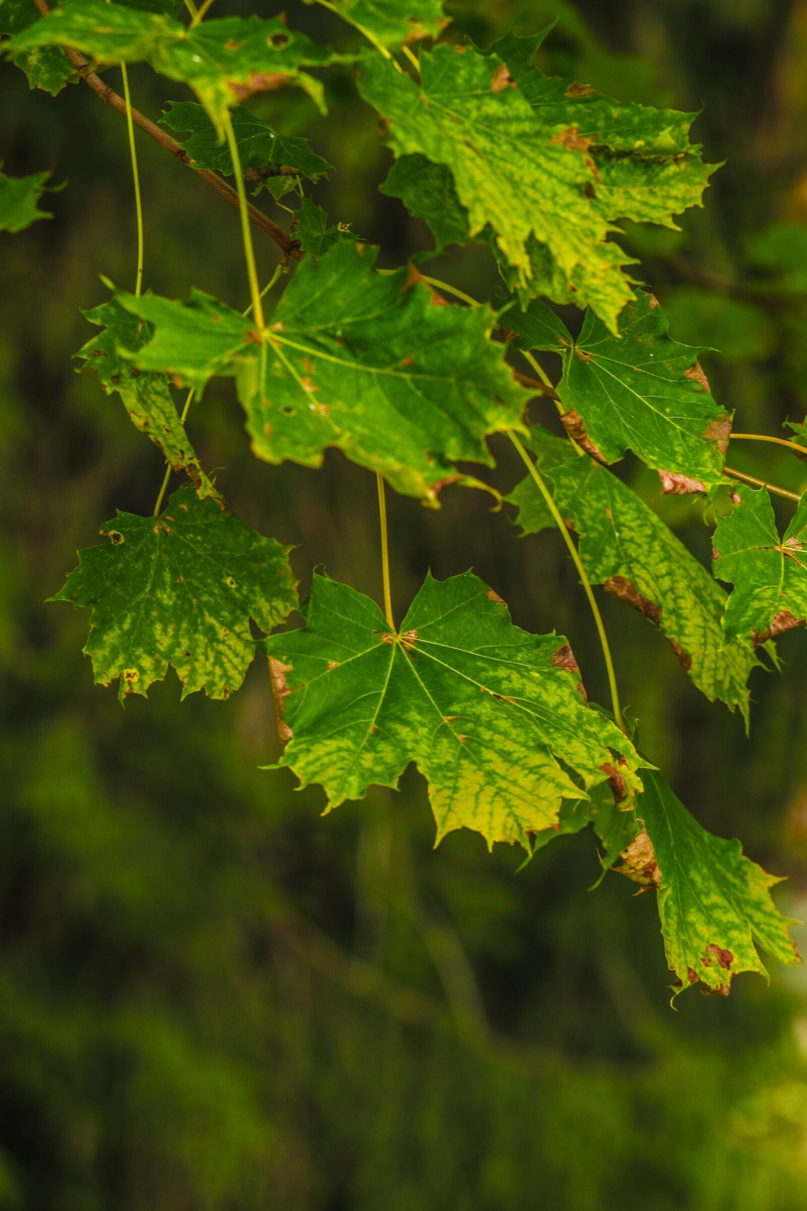 Canon EOS 7D Mark II sample photo. Leaf, tree, nature photography