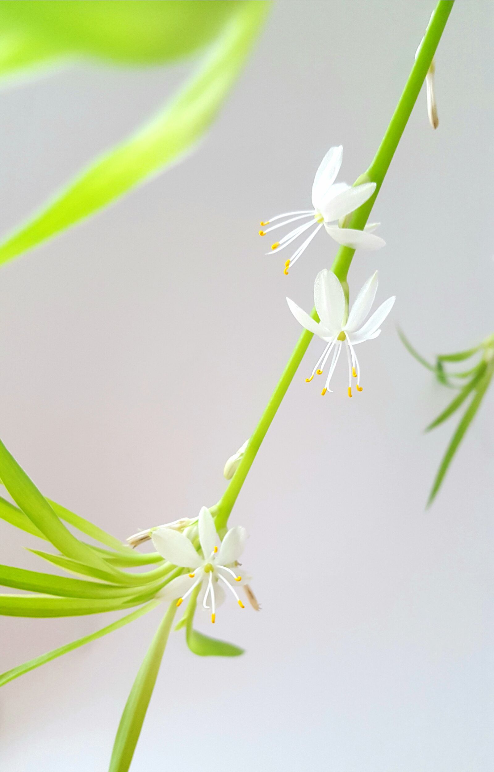 Samsung Galaxy S6 sample photo. Chlorophytum comosum, air purifier photography